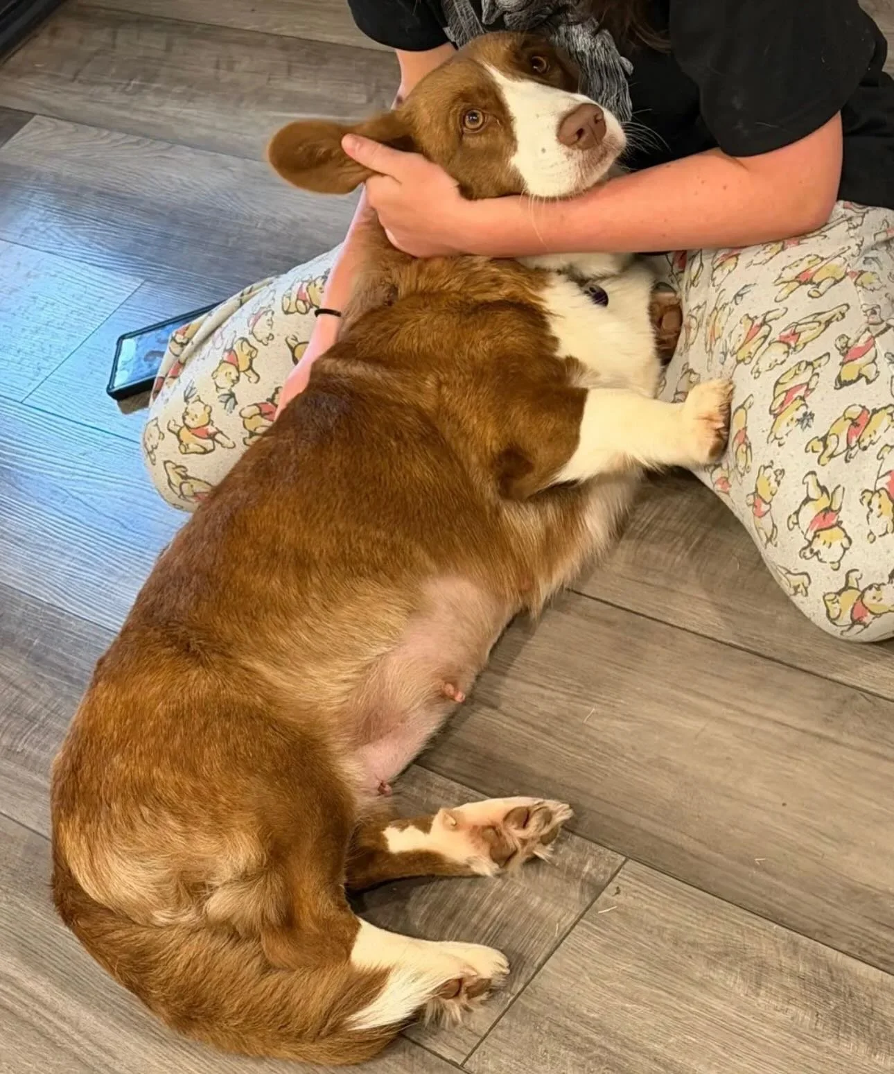 Website has updated photos and pedigrees since we got onyx&rsquo;s full pedigree in a bit back! We&rsquo;ll be updating some pairing genetics on there this afternoon as well! 

But figured we could have some fun guesses on everyones estimate of babie