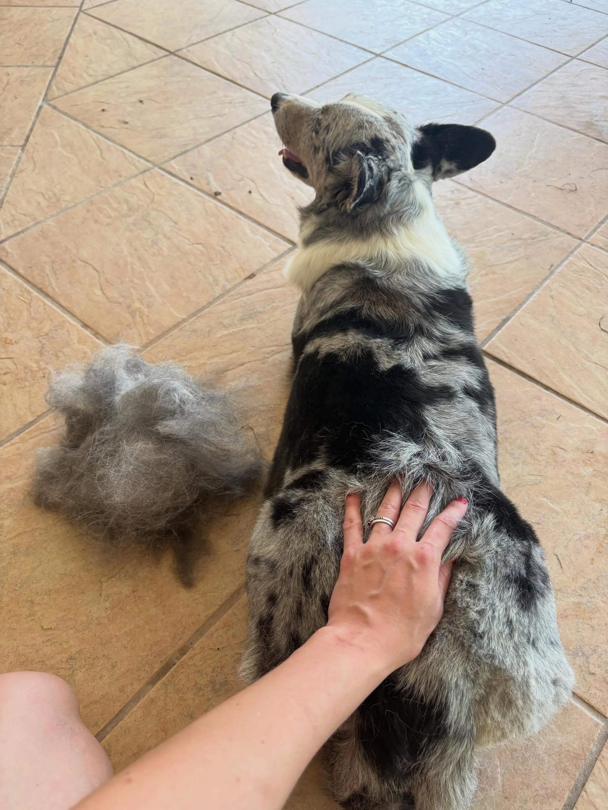 Big summer blow out&hellip;.. OF FUR LOL!

These guys are blowing their coats and poor Phoebe is getting uncomfortable unless she&rsquo;s sleeping upside down with her belly out! ❤️

Also making an announcement later tonight for other breeders as we&