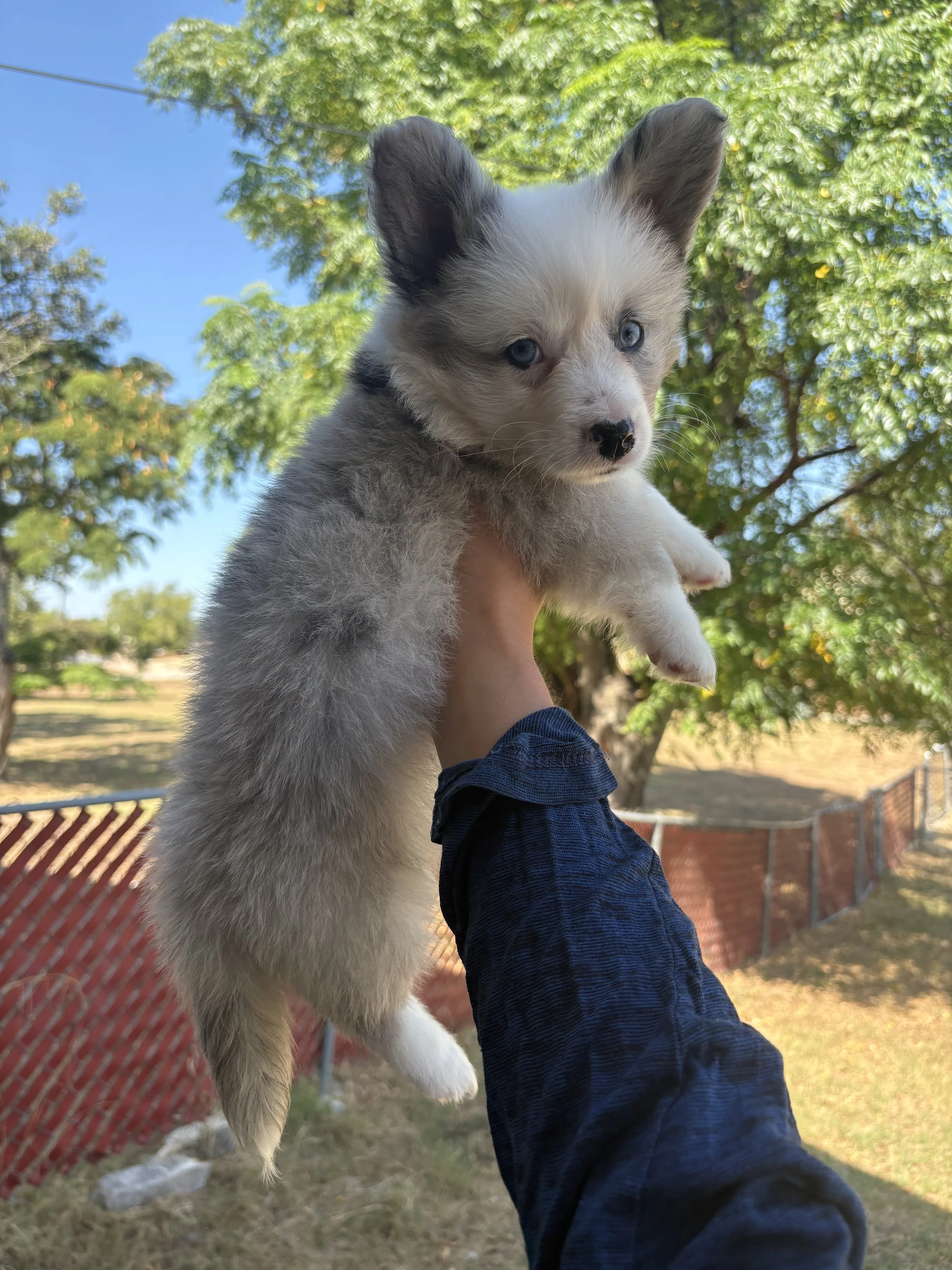 Brisket (Dark Blue Collar) (Available)