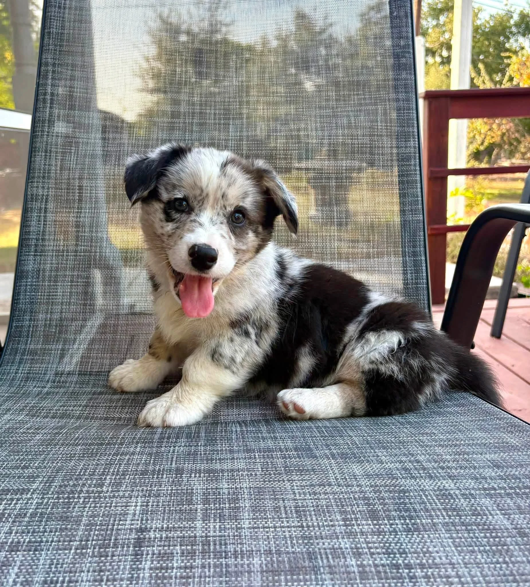 (SOLD) S'more (Light Blue Collar)