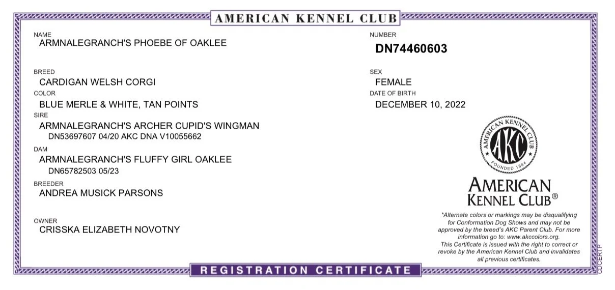 Phoebe's AKC REG
