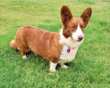 A corgi dog with large ears and a purple collar standing on green grass.