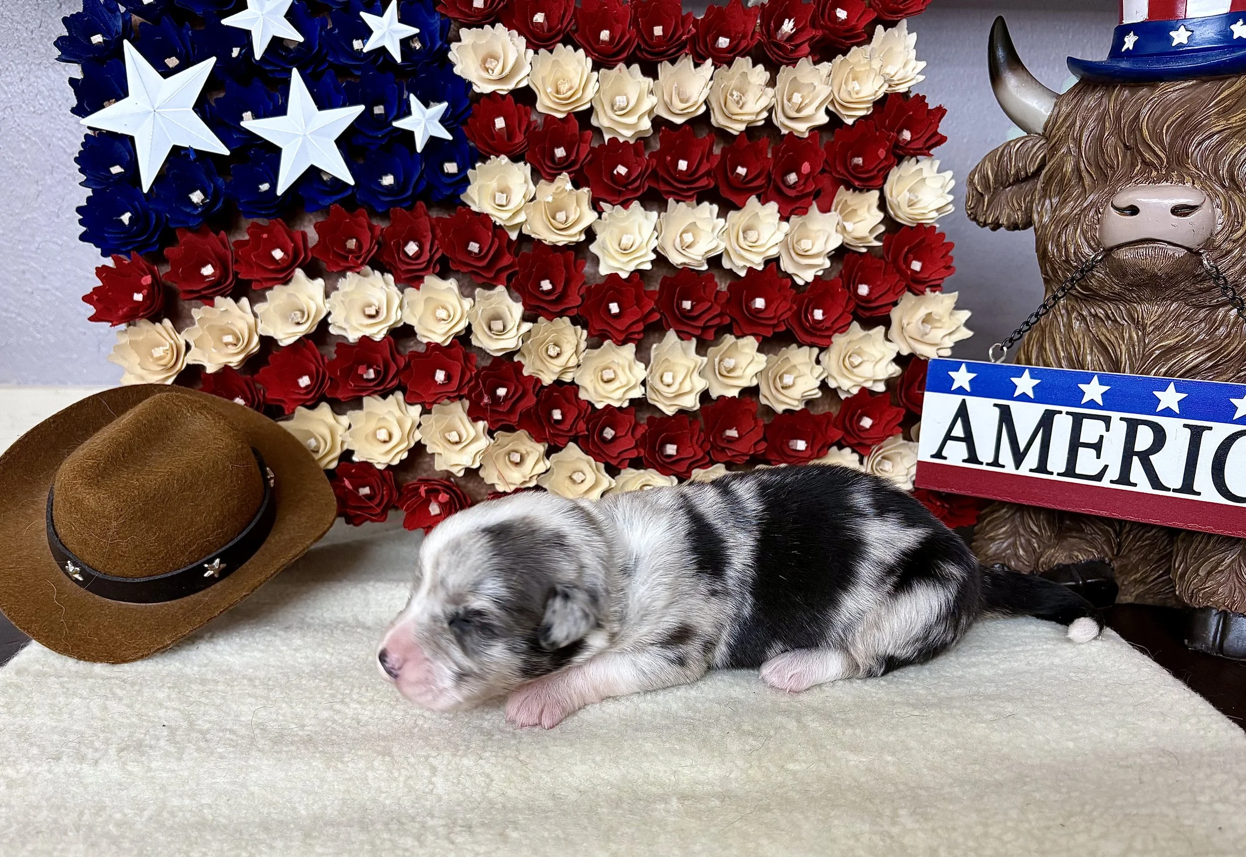 S'more (Light Blue Collar)