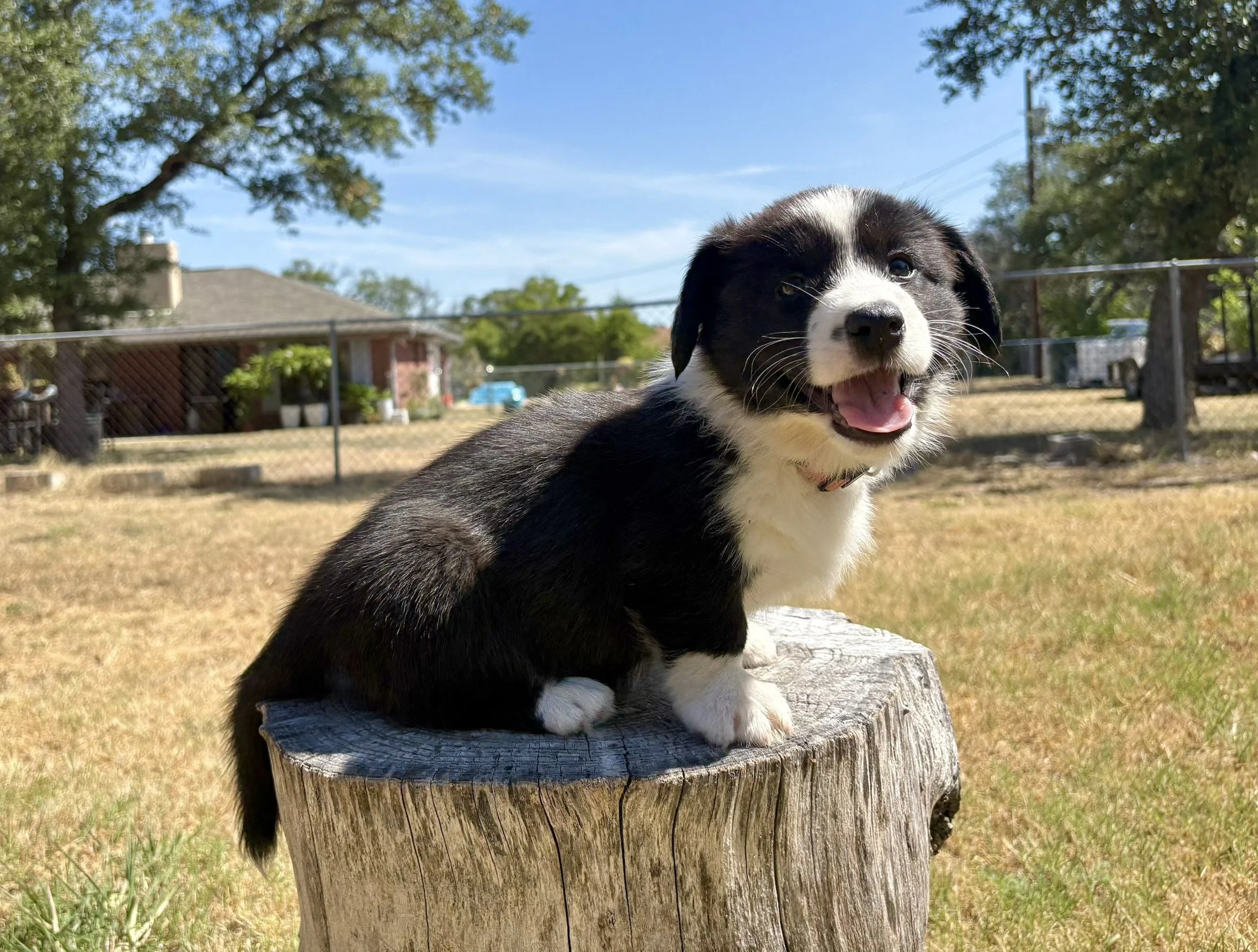 Star (Available)