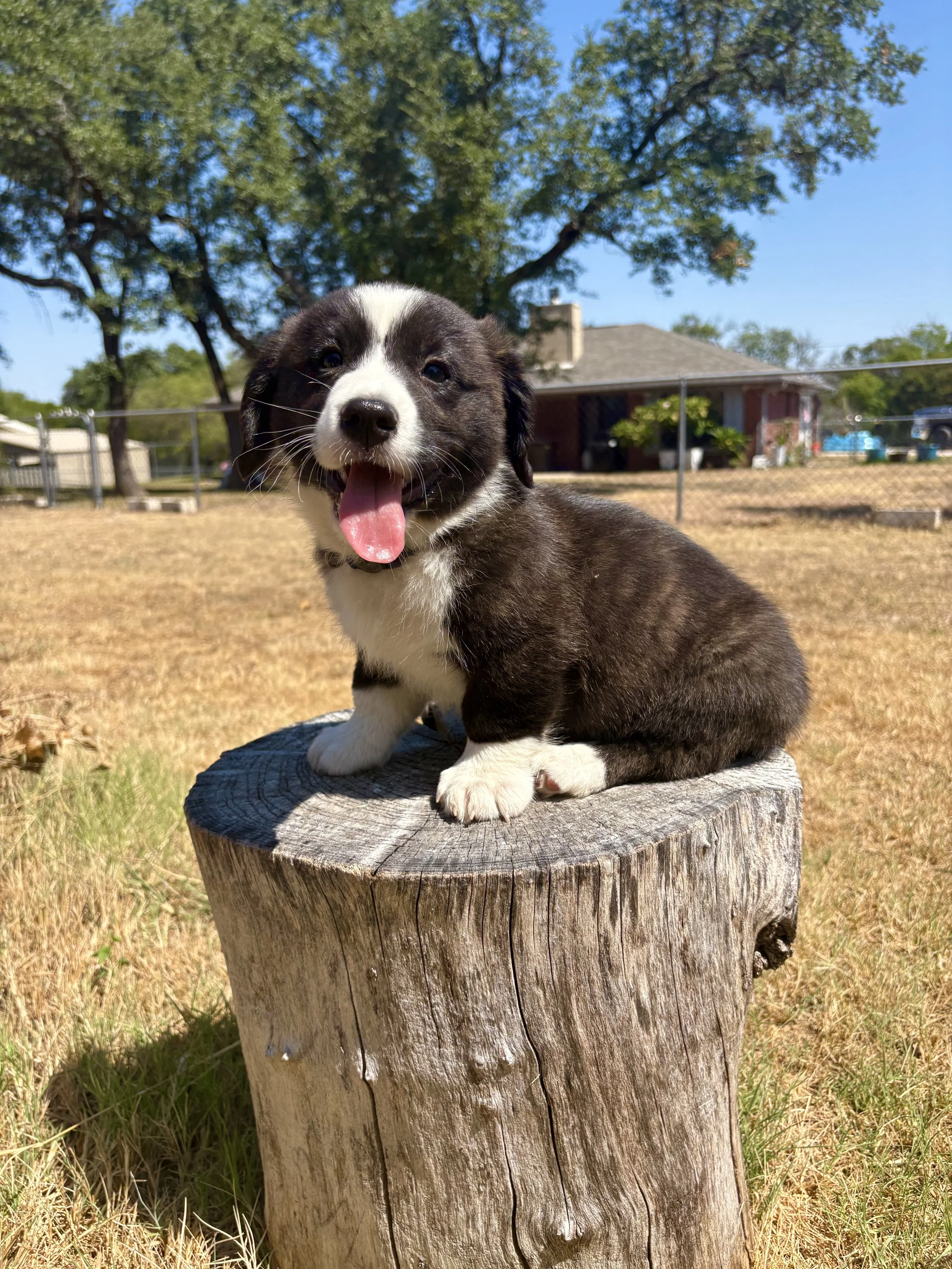 Thomas Jefferson (Available)