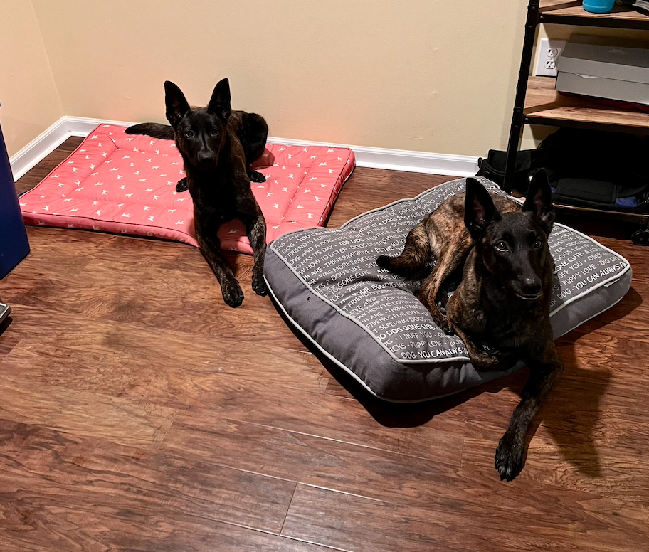 Home & Life Skills Training