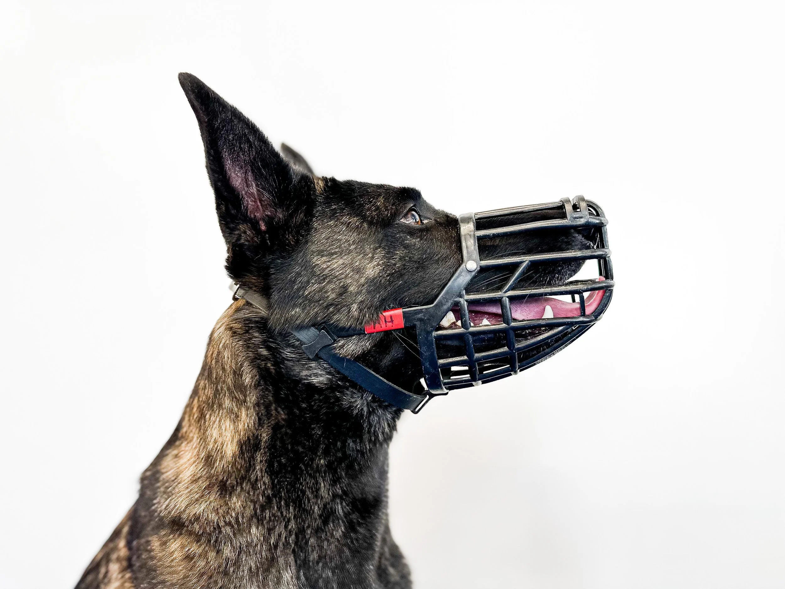 Advanced and Behavior-Focused Training