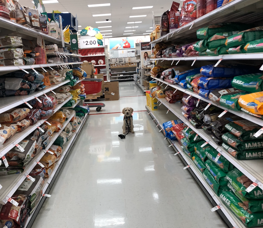 5-Session Puppy Foundation Class