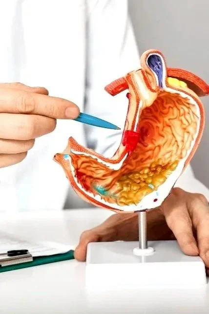 Medical model of human stomach showing internal anatomy, held by a person with a pointer.