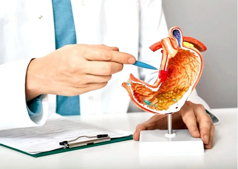 Medical professional holding a model of the human stomach, pointing at it with a blue pointer.