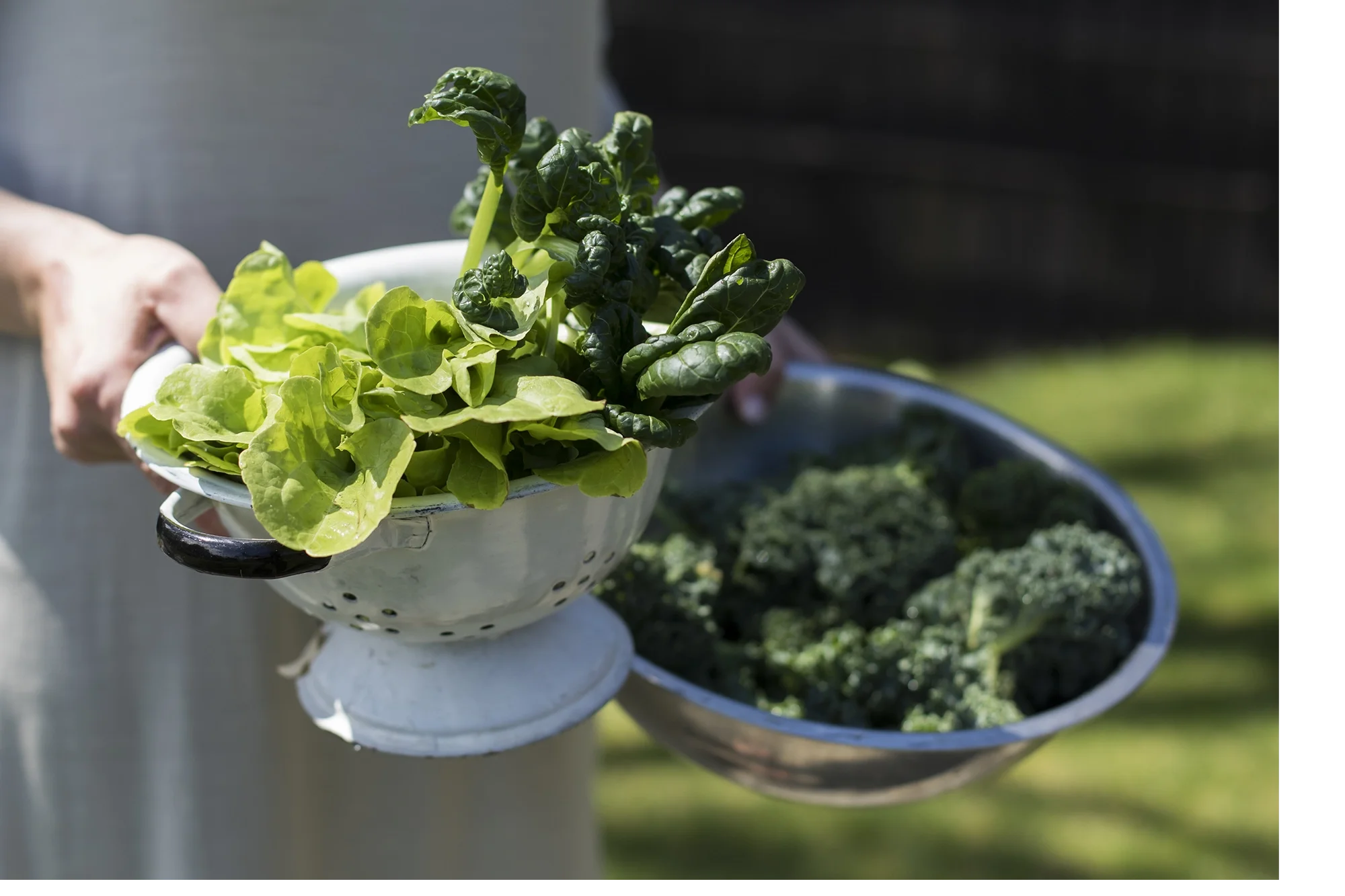 Person holding a white colander filled with fresh green lettuce and spinach leaves. In the background, there is a metal bowl with chopped kale. The setting appears to be outdoors on a sunny day.