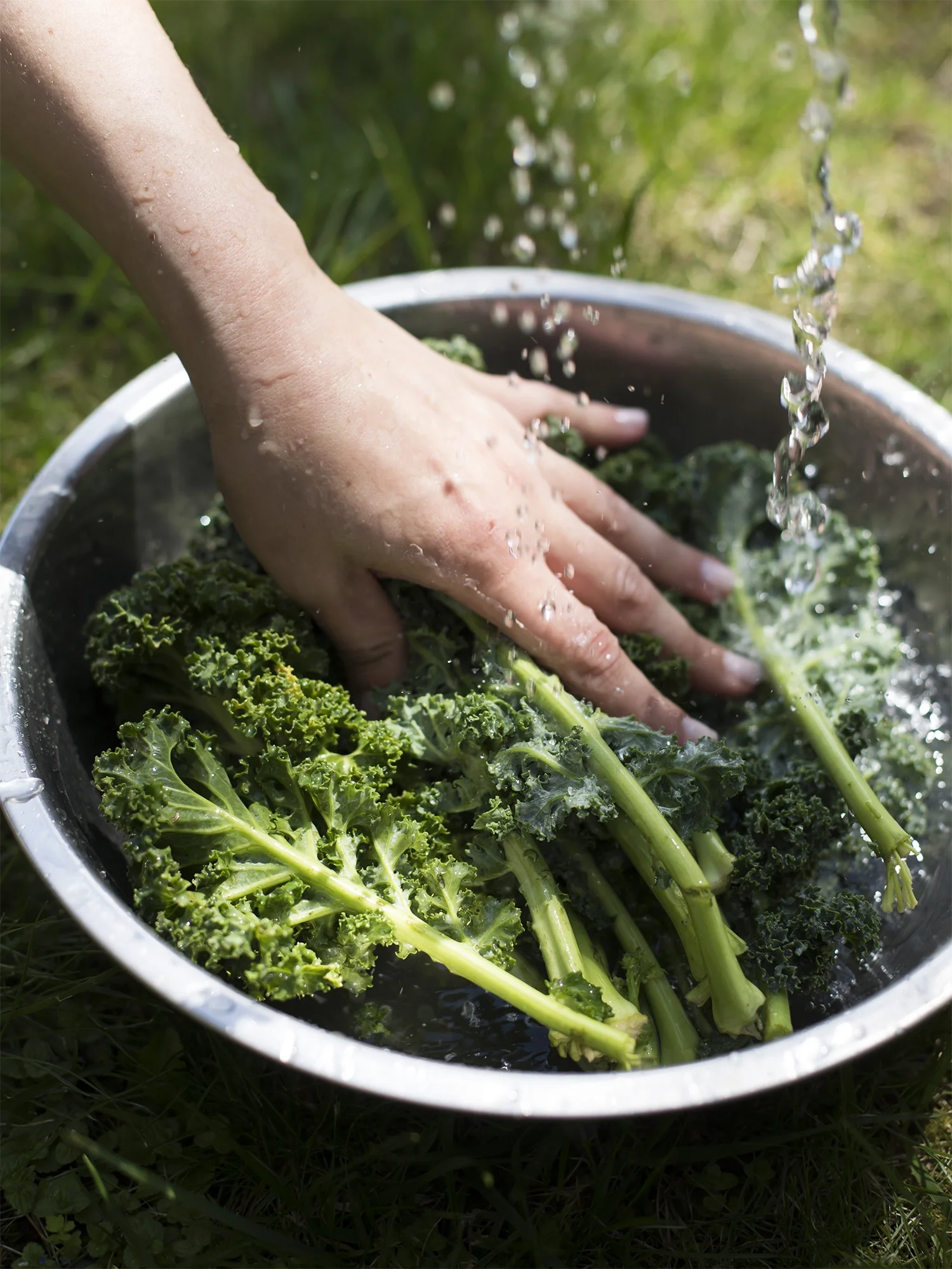 Person washing fresh kale in a metal bowl outdoors, water pouring over the greens.
