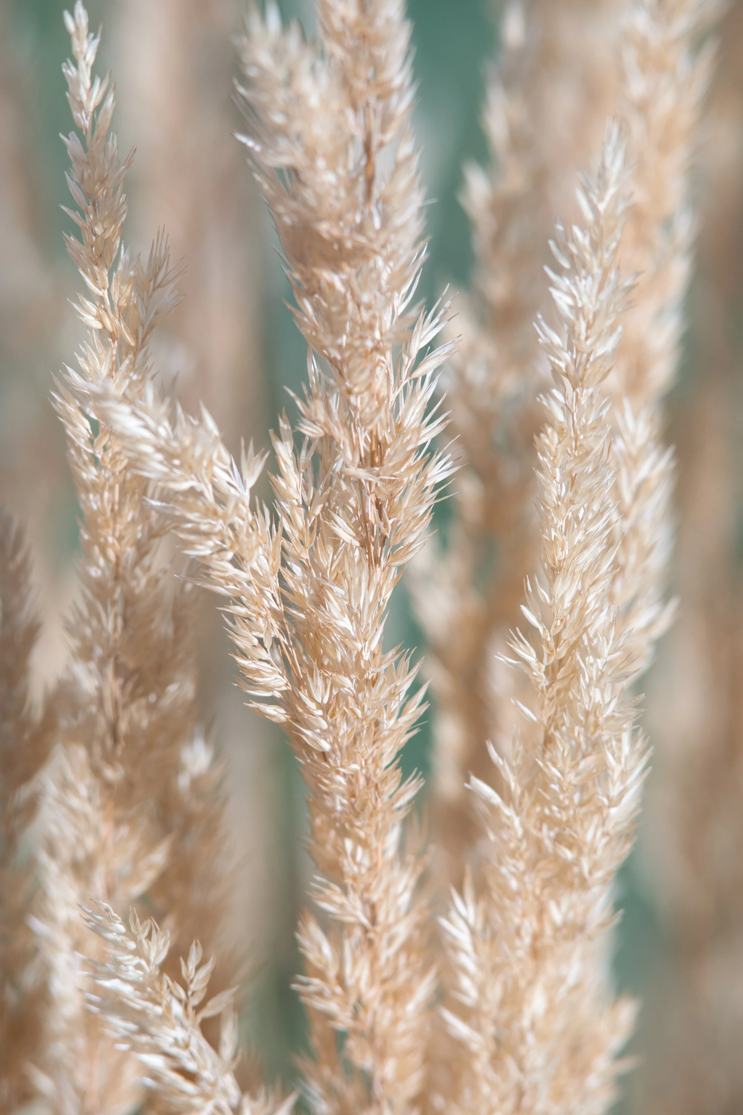 Close-up of beige ornamental grass stems with a soft, blurred background.