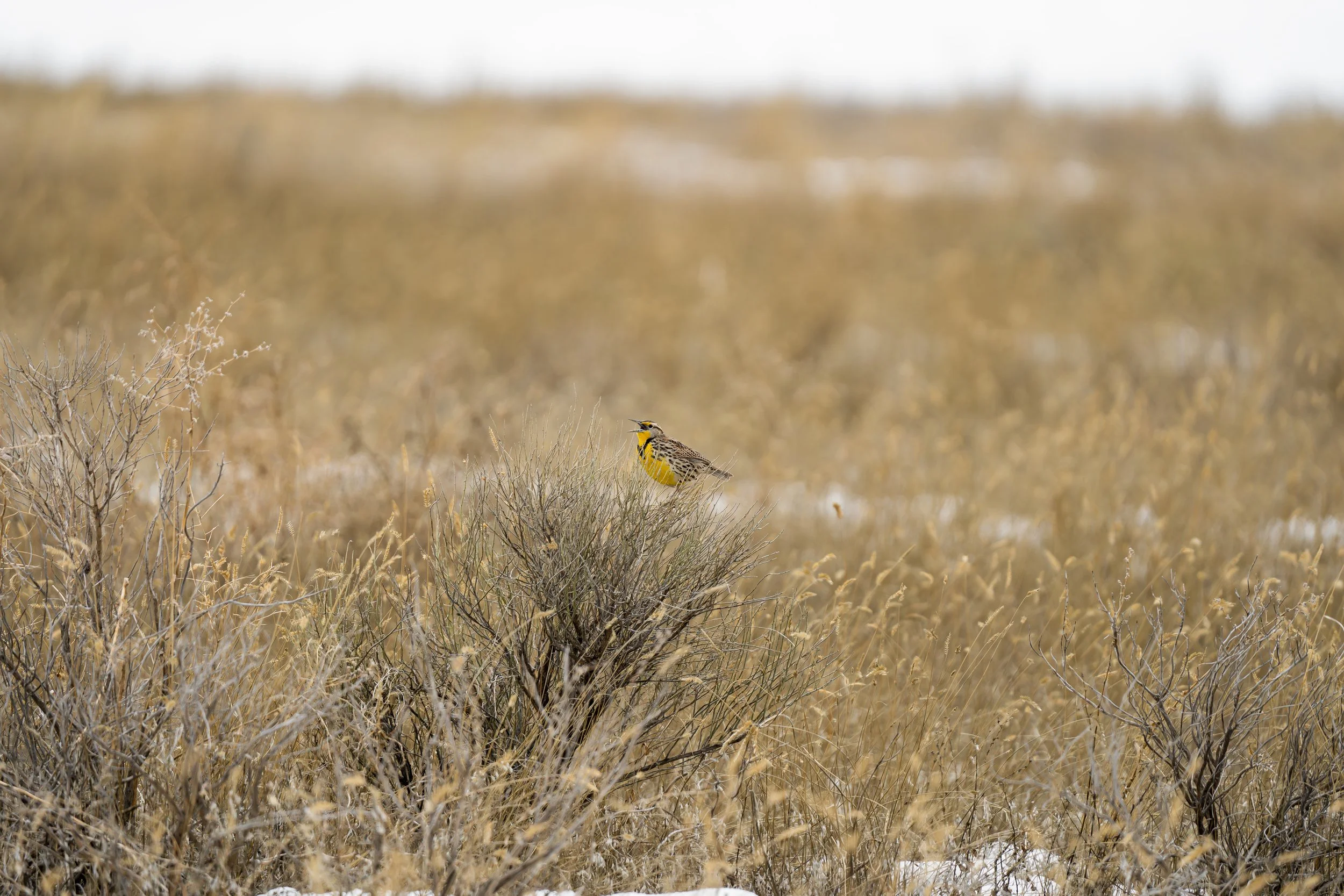 A bird, likely a yellow oriole, perched on dry, brownish grass and shrubs in a vast open field or prairie with a blurred background.