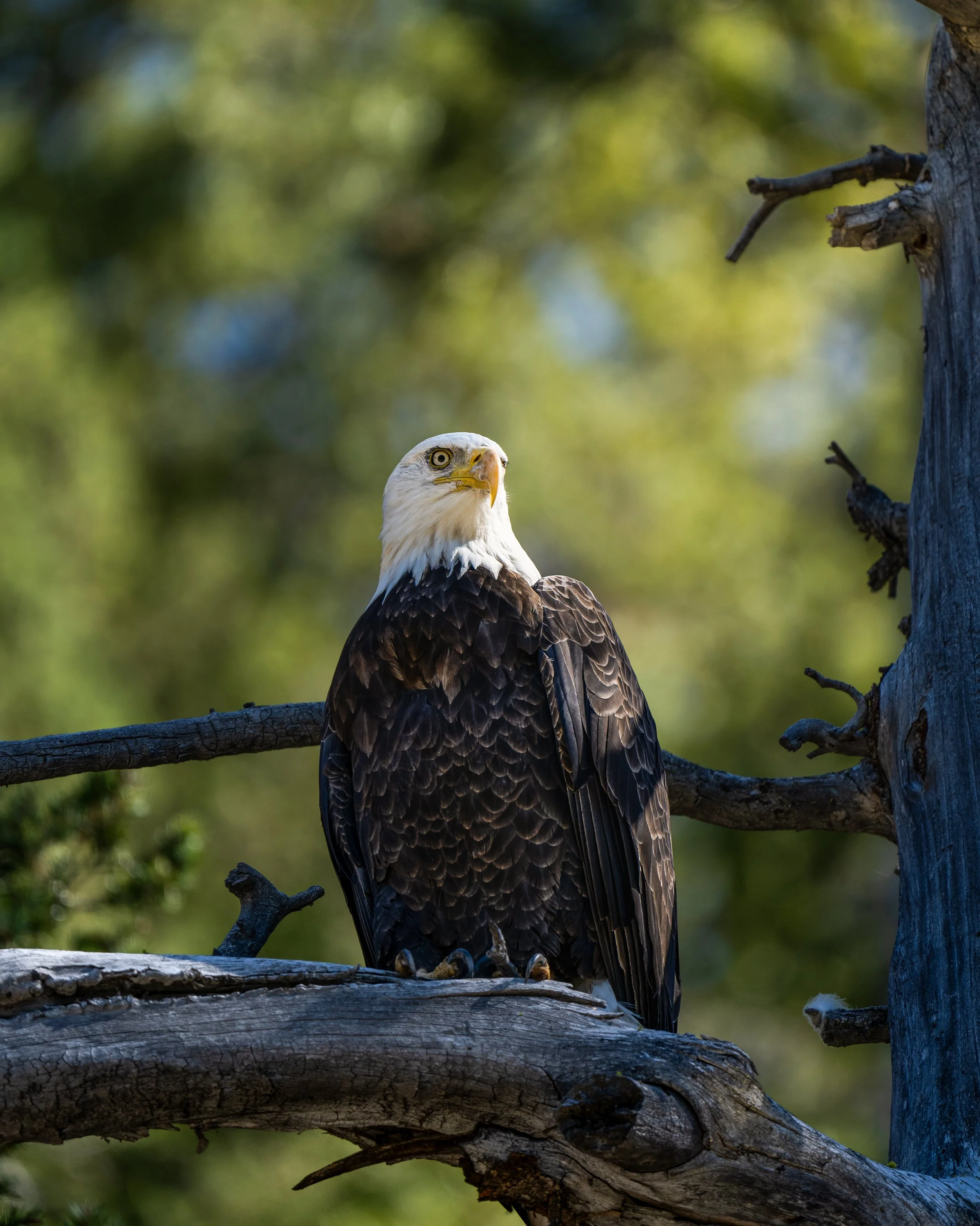 A bald eagle perched on a tree branch in a forested area.