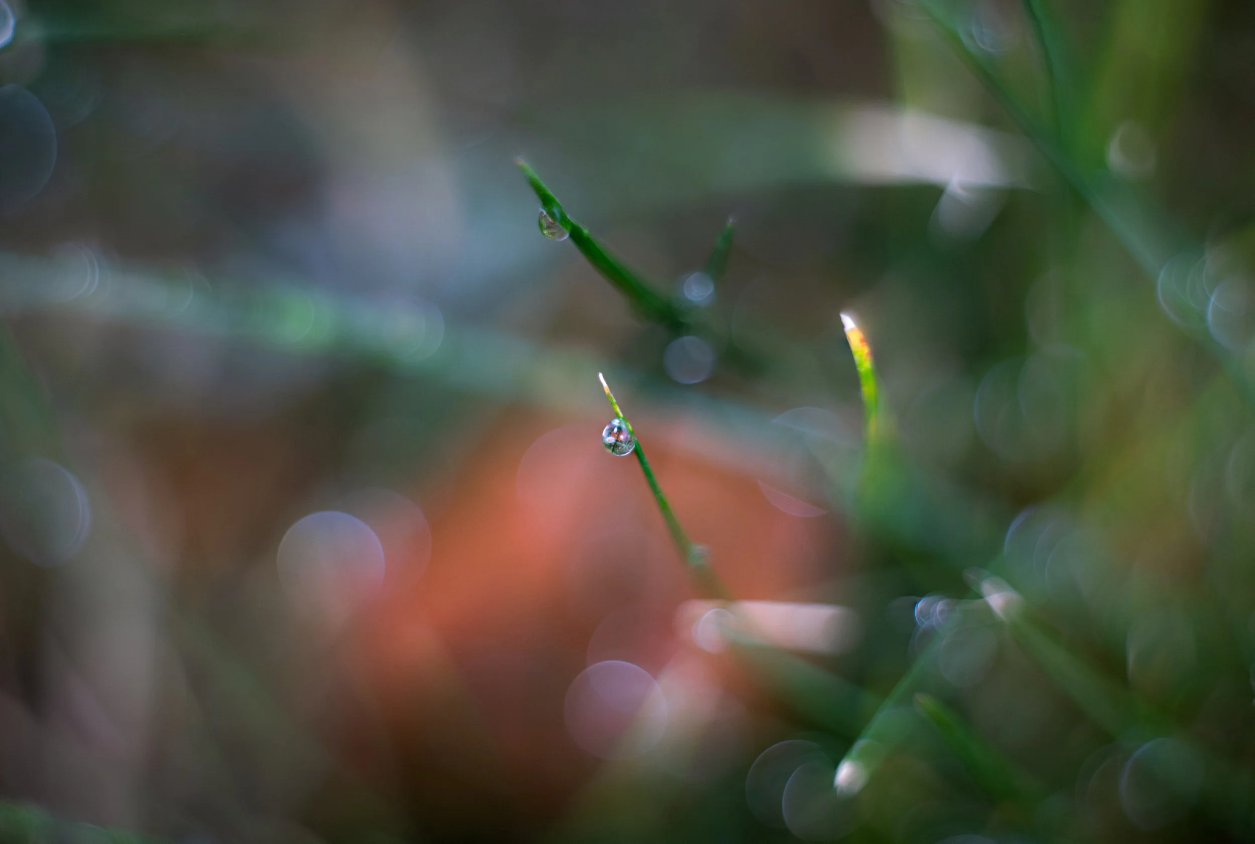 Close-up of a green plant stem with water droplets on it, with a blurred colorful background.