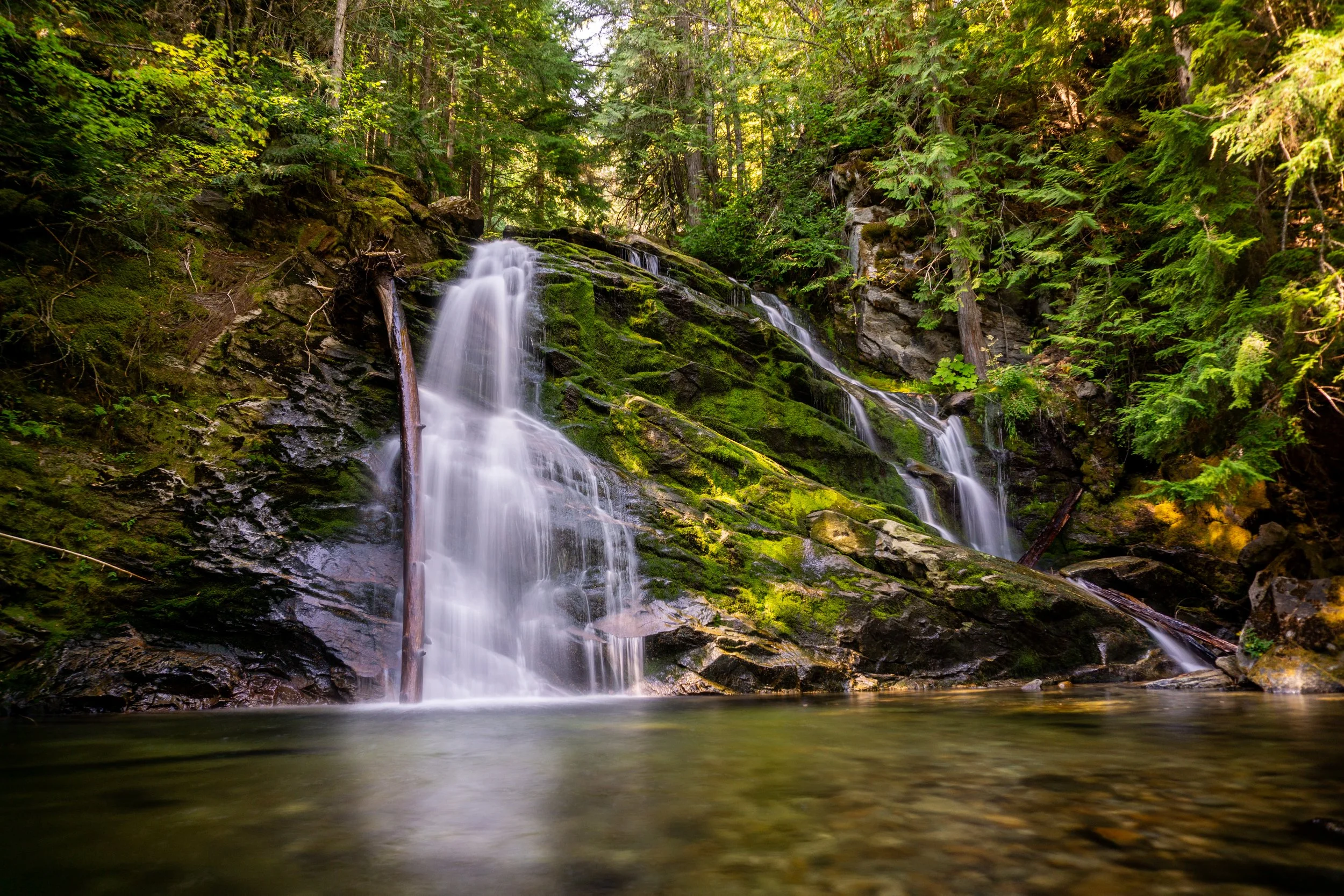 A serene forest scene featuring a small waterfall flowing over moss-covered rocks into a calm pool surrounded by lush green trees and foliage.