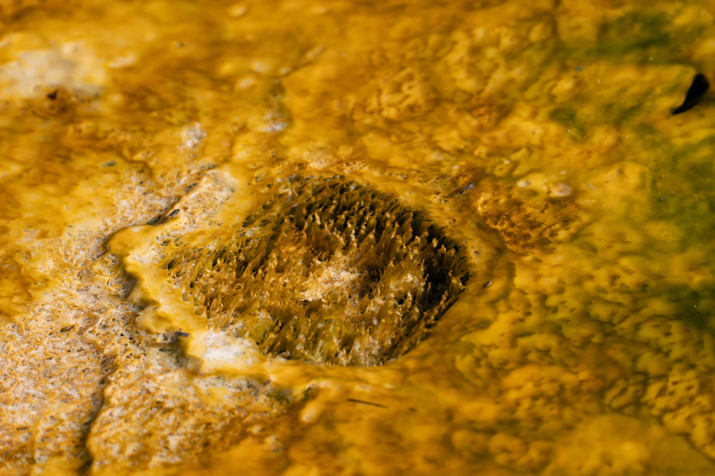 Close-up of a textured, yellow-orange surface with some dark brown areas and rough, uneven details.