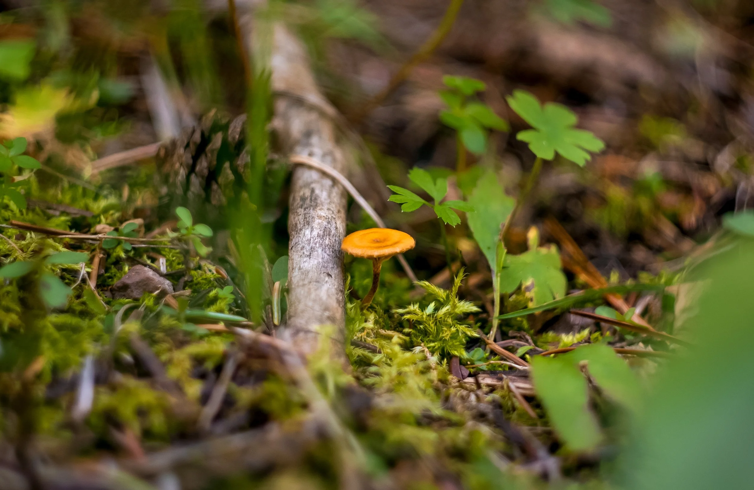 Close-up of a small orange mushroom growing among green moss and plant leaves on forest floor.