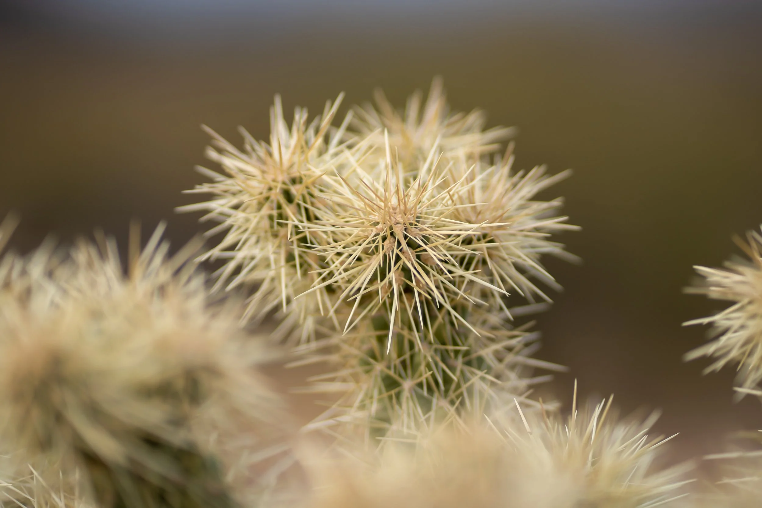 Close-up of a cluster of spiky, white cactus thorns with a blurred background.