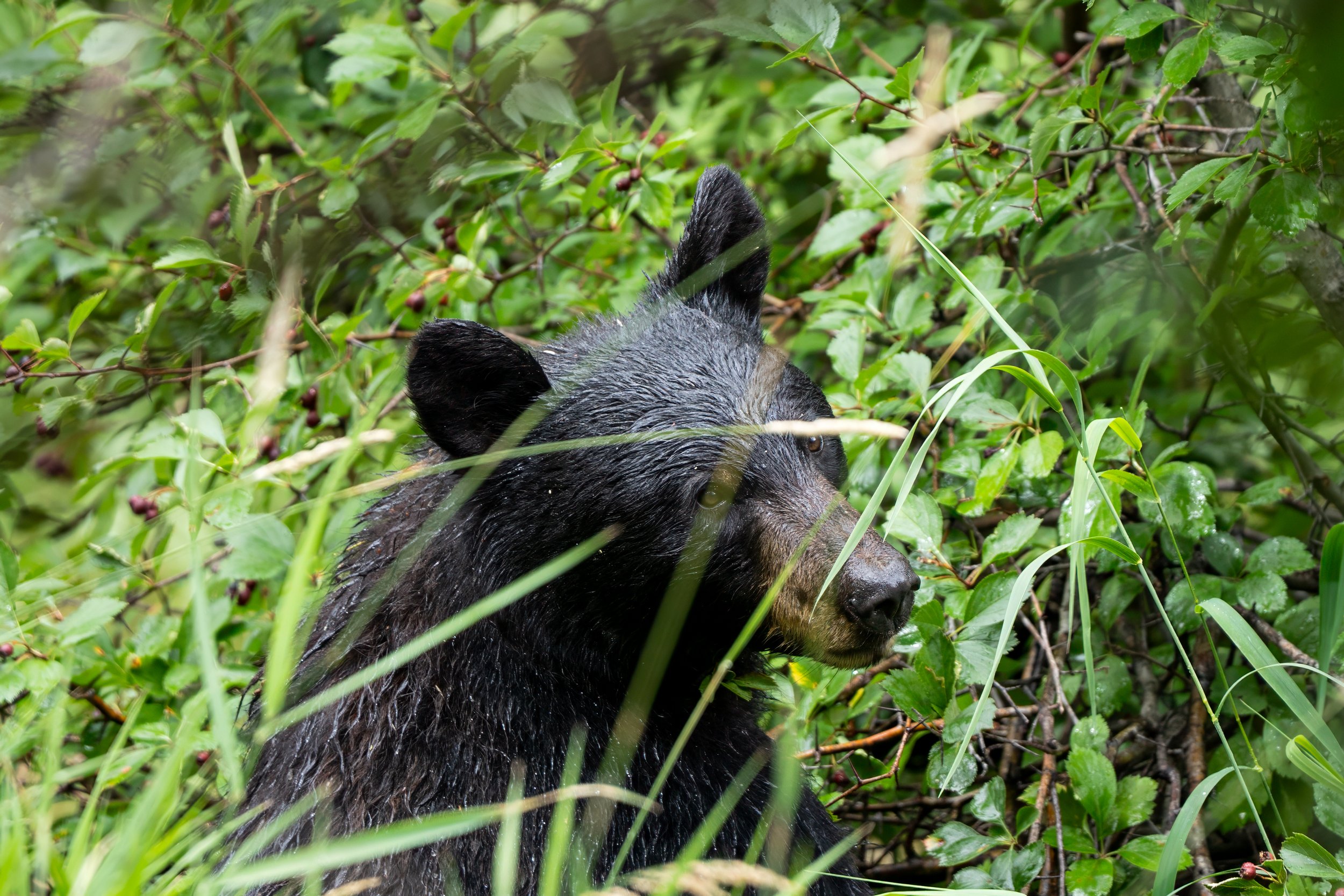 A bear immersed in dense greenery with only part of its head and ears visible among leaves and branches.