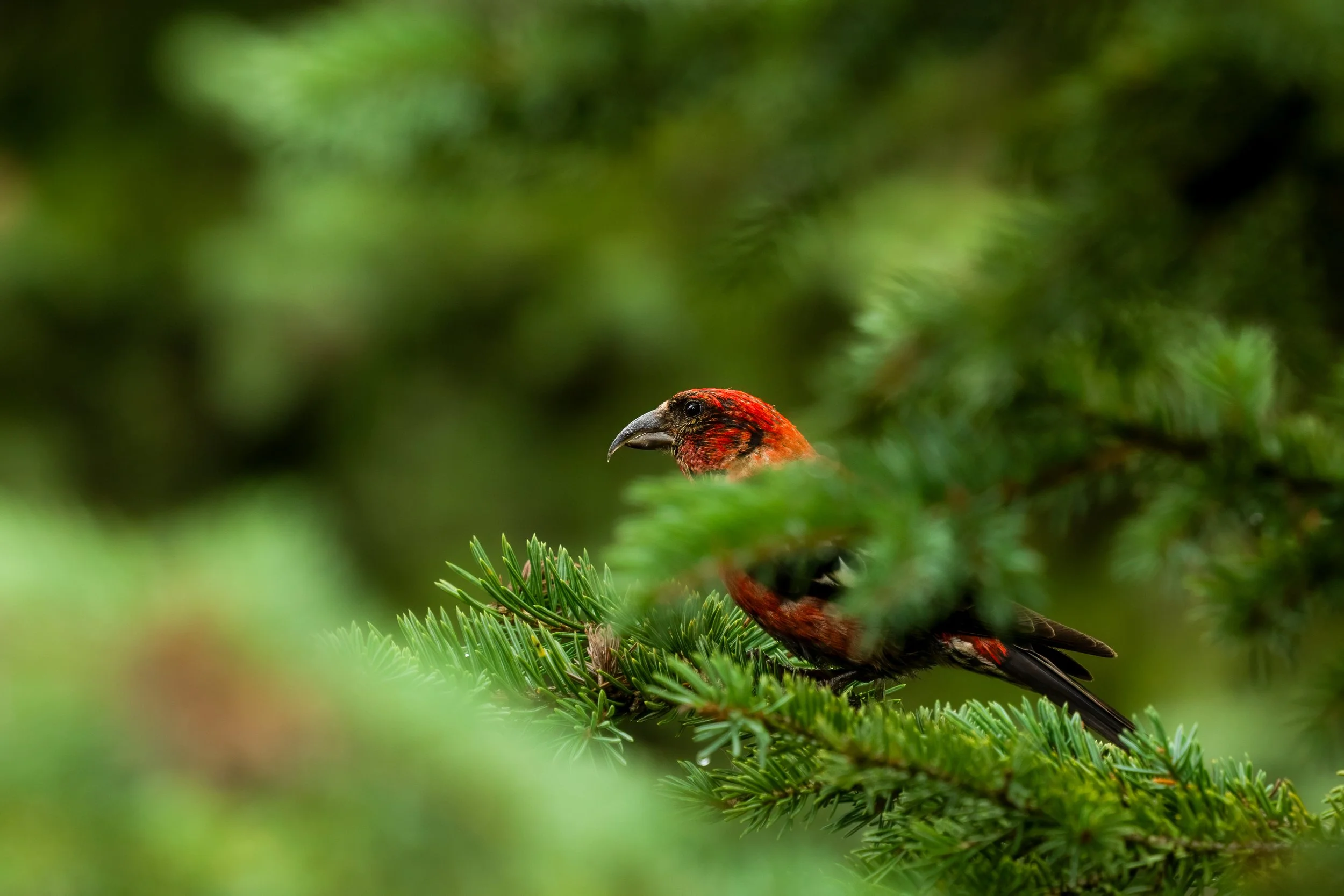 A red bird perched on a green pine tree branch in a lush forest.