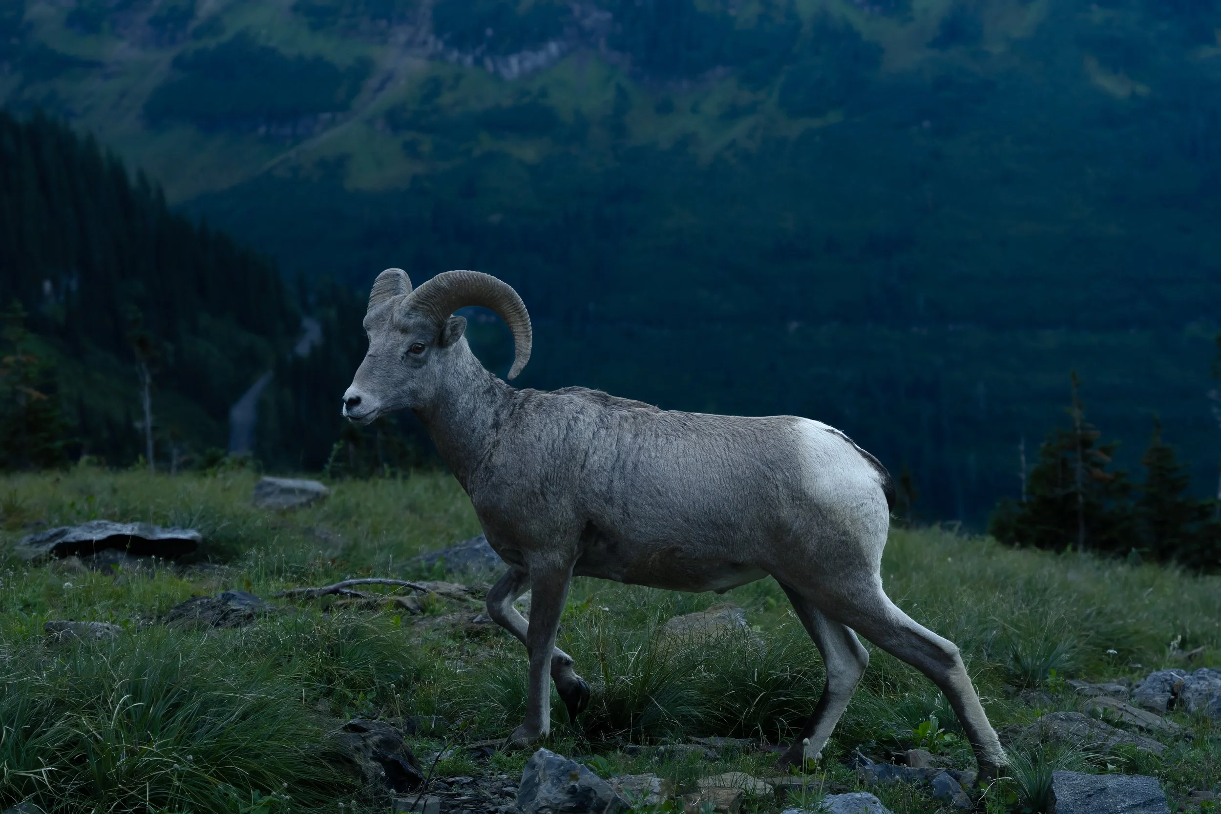 A bighorn sheep with curved horns standing on grassy terrain with rocks, mountains, and trees in the background.