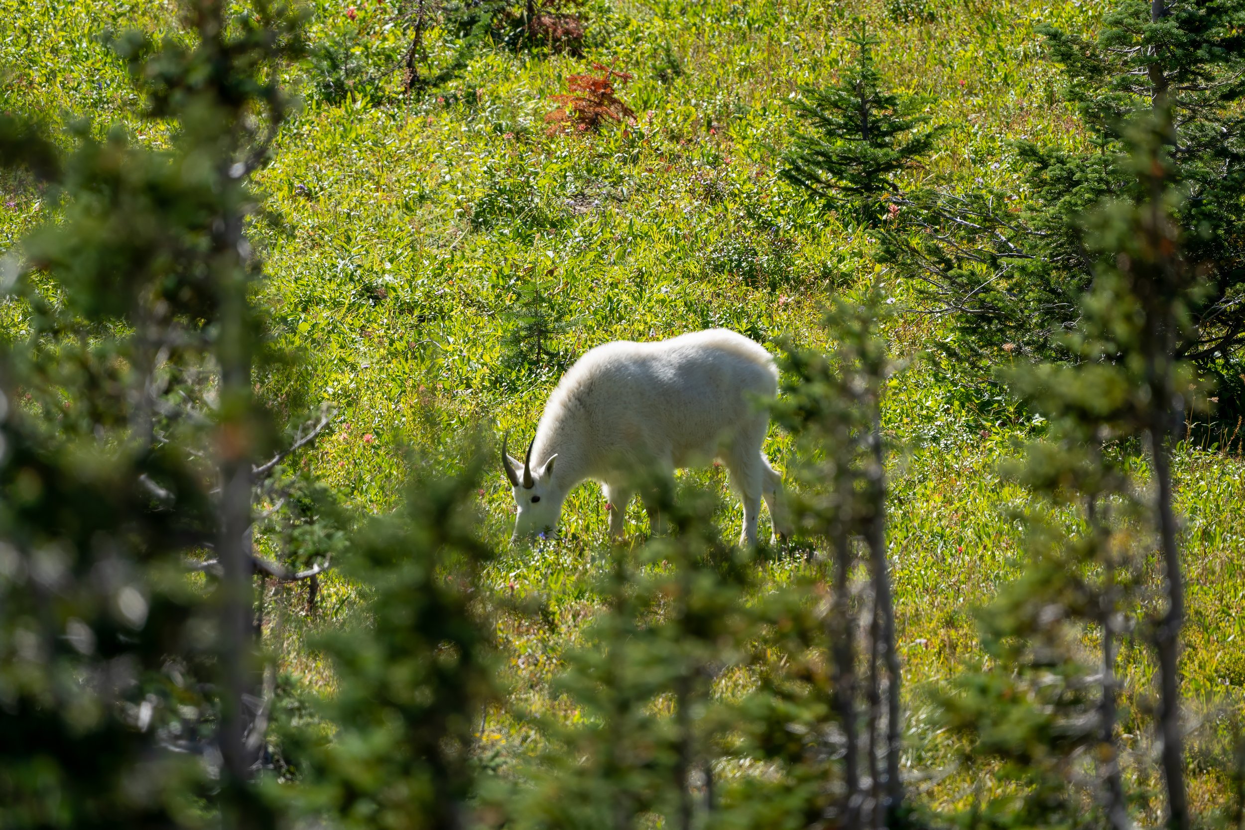 A white mountain goat grazing among dense green bushes and trees in a forested area.