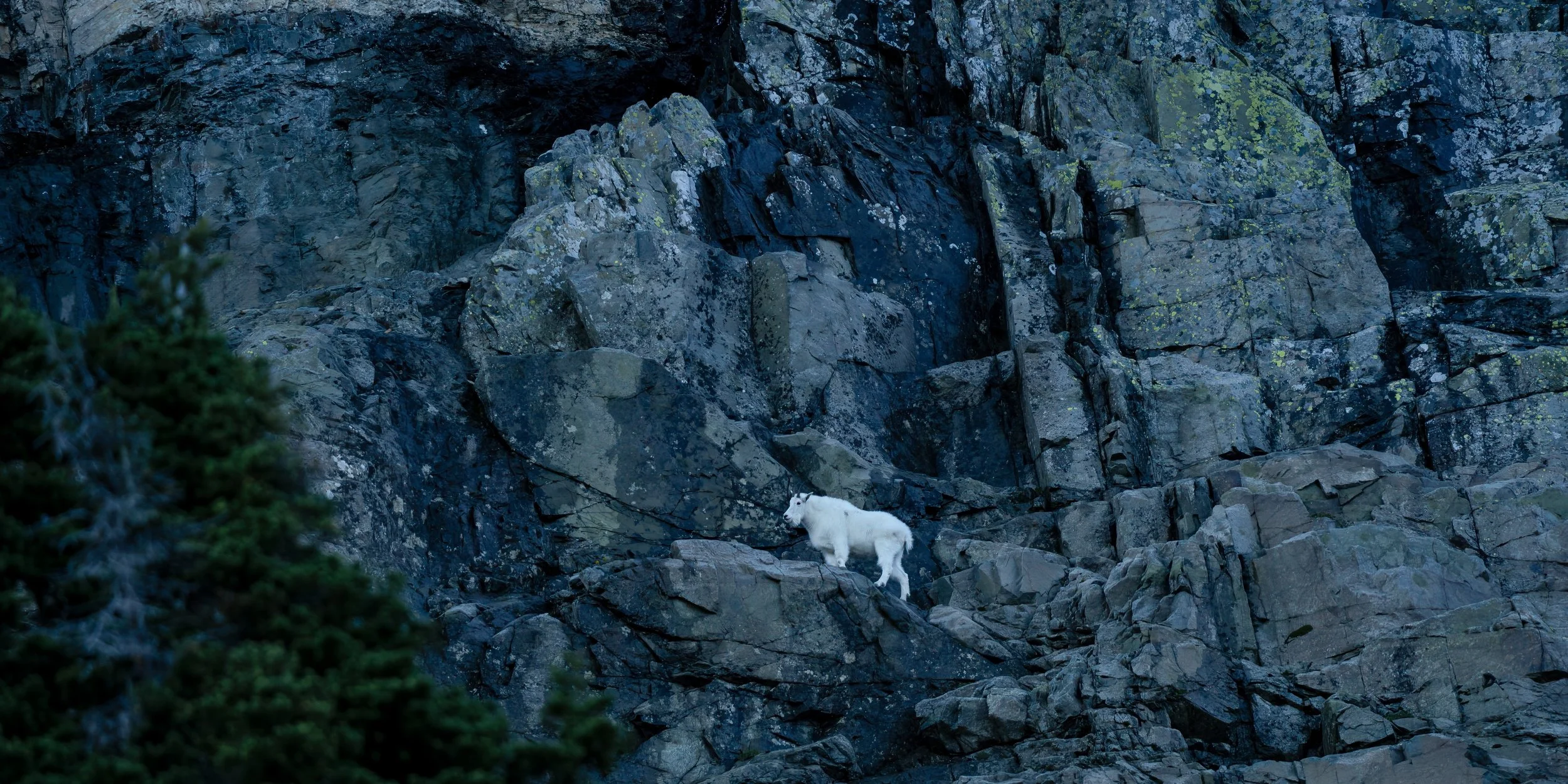 A white mountain goat standing on rocky terrain at the base of a steep, dark mountain face with some green moss and sparse trees.