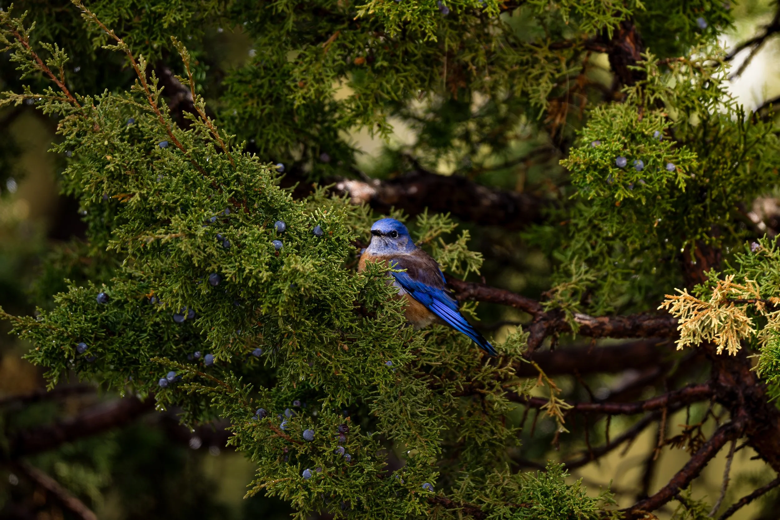 A small bluebird perched on a branch of dense green shrubbery with small blue berries.