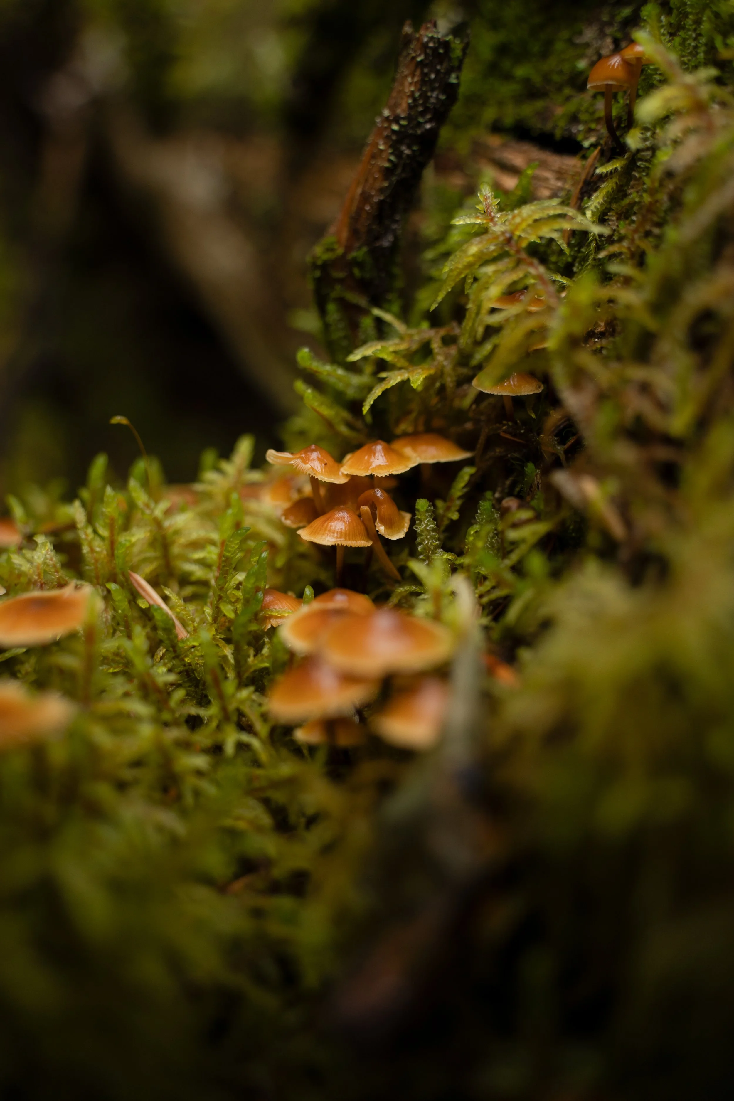 Close-up of small orange mushrooms growing on a mossy tree trunk in a damp forest.