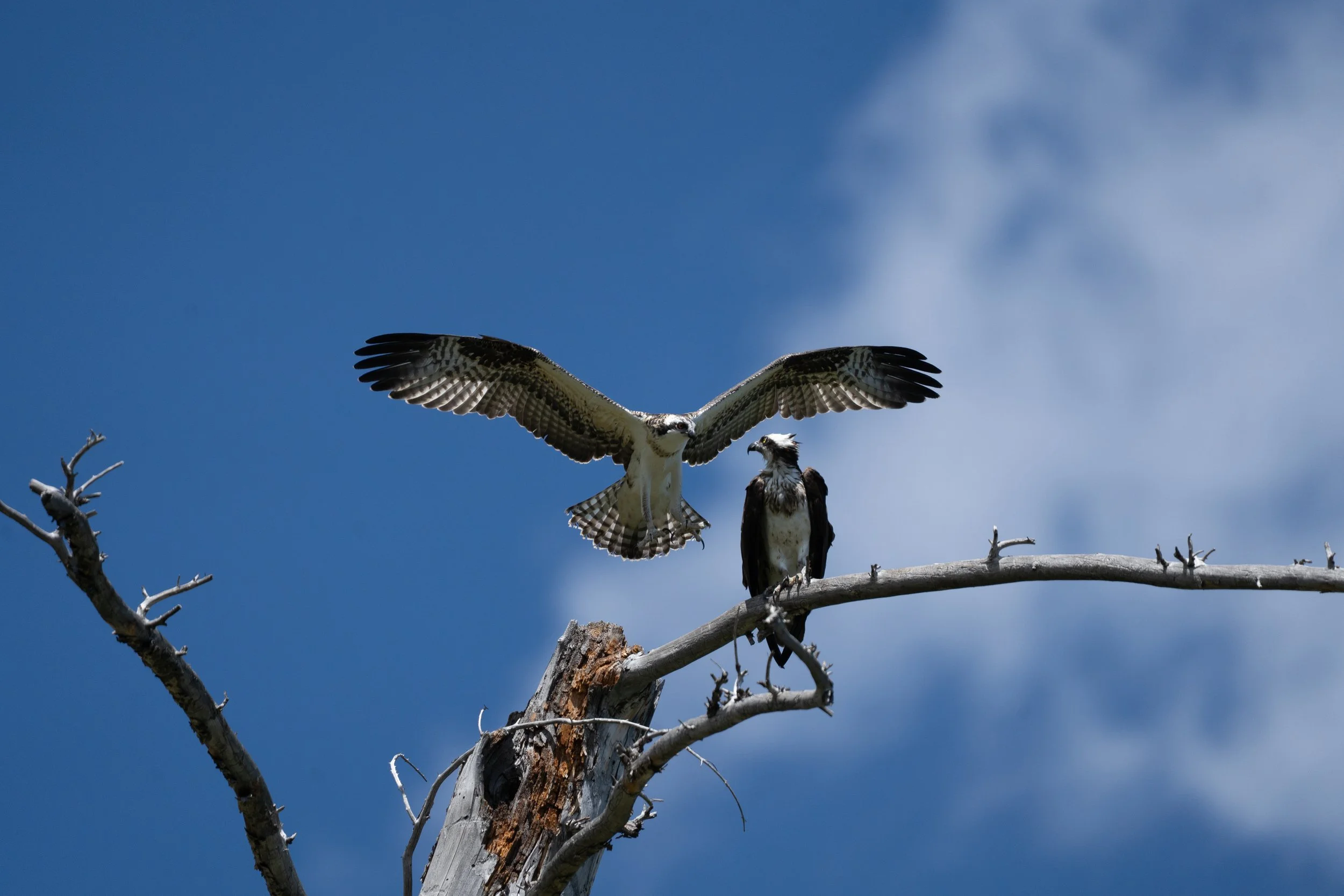 An osprey bird flying above a tree with a fish in its talons.