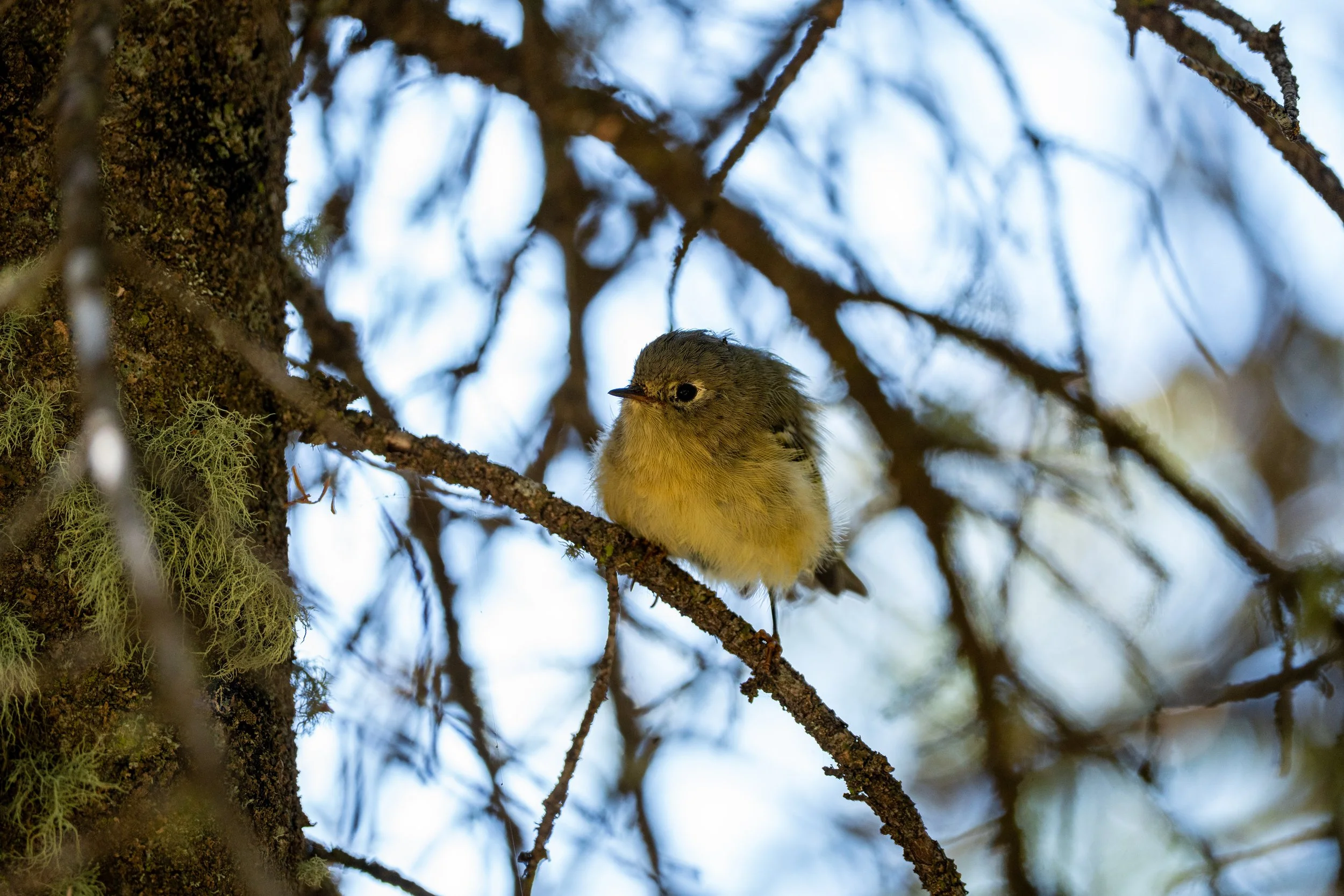 A small bird perched on a branch high in a tree surrounded by branches and moss, with a bright sky in the background.