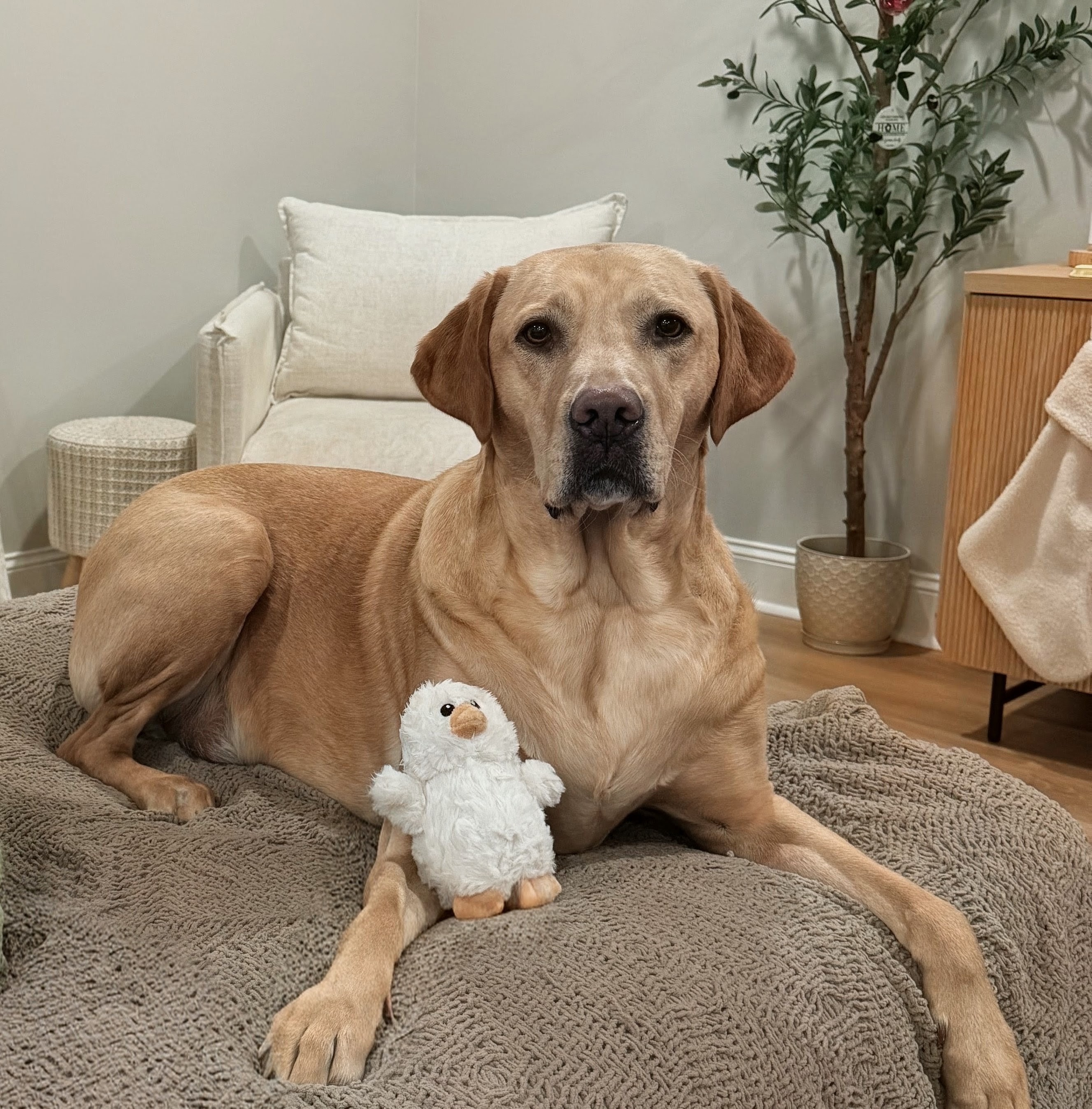 Lambeau, Kailey Swenson's friendly Labrador companion for pet-assisted therapy at Cook Counseling & Therapy in Green Bay, Wisconsin