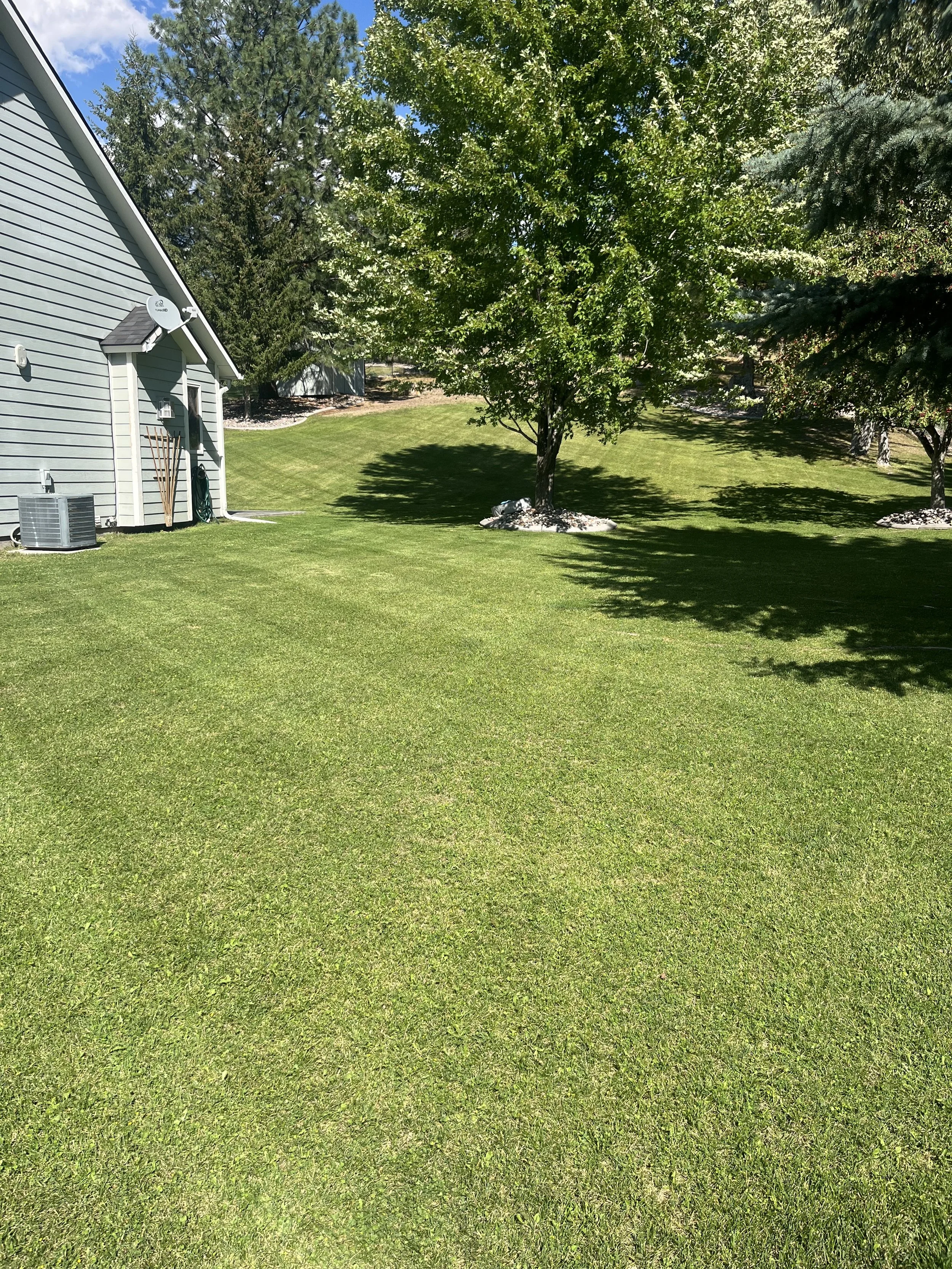 A backyard with a well-maintained lawn, a light blue house on the left, and several trees casting shadows on the grass.