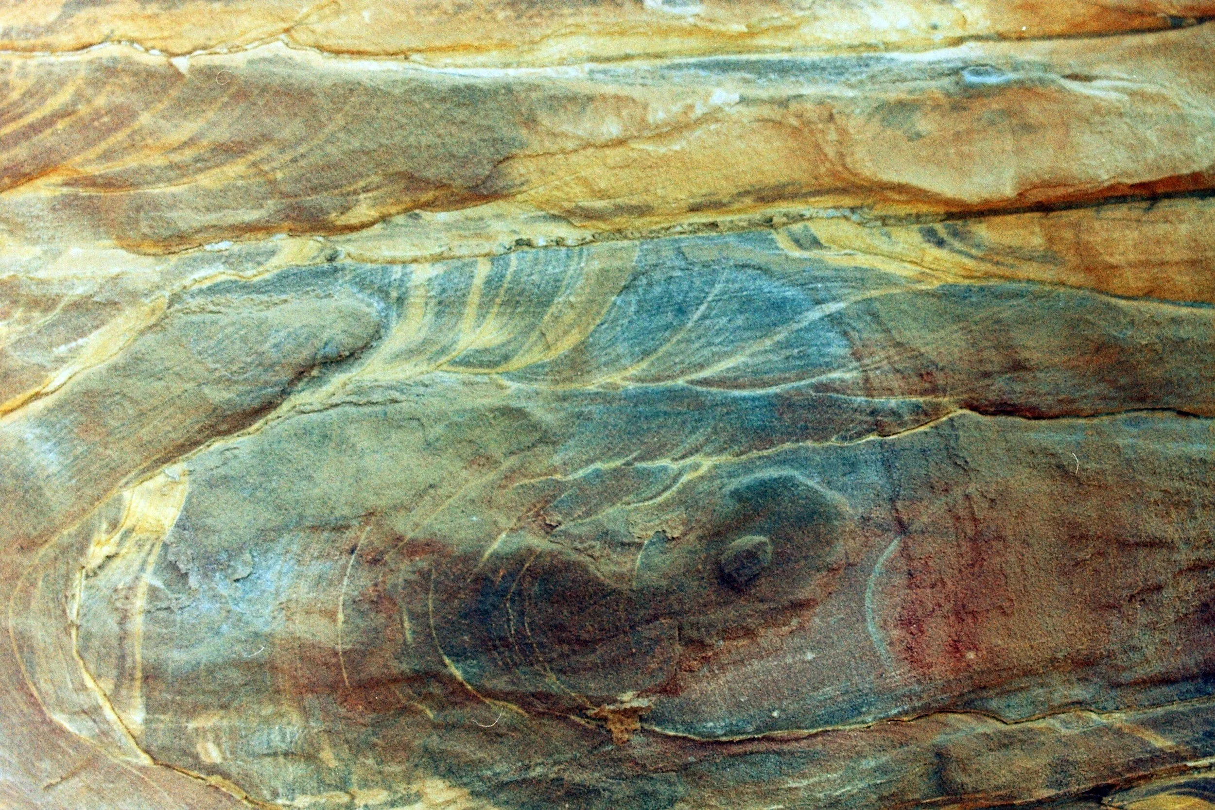 Fossil of a fish embedded in sedimentary rock.