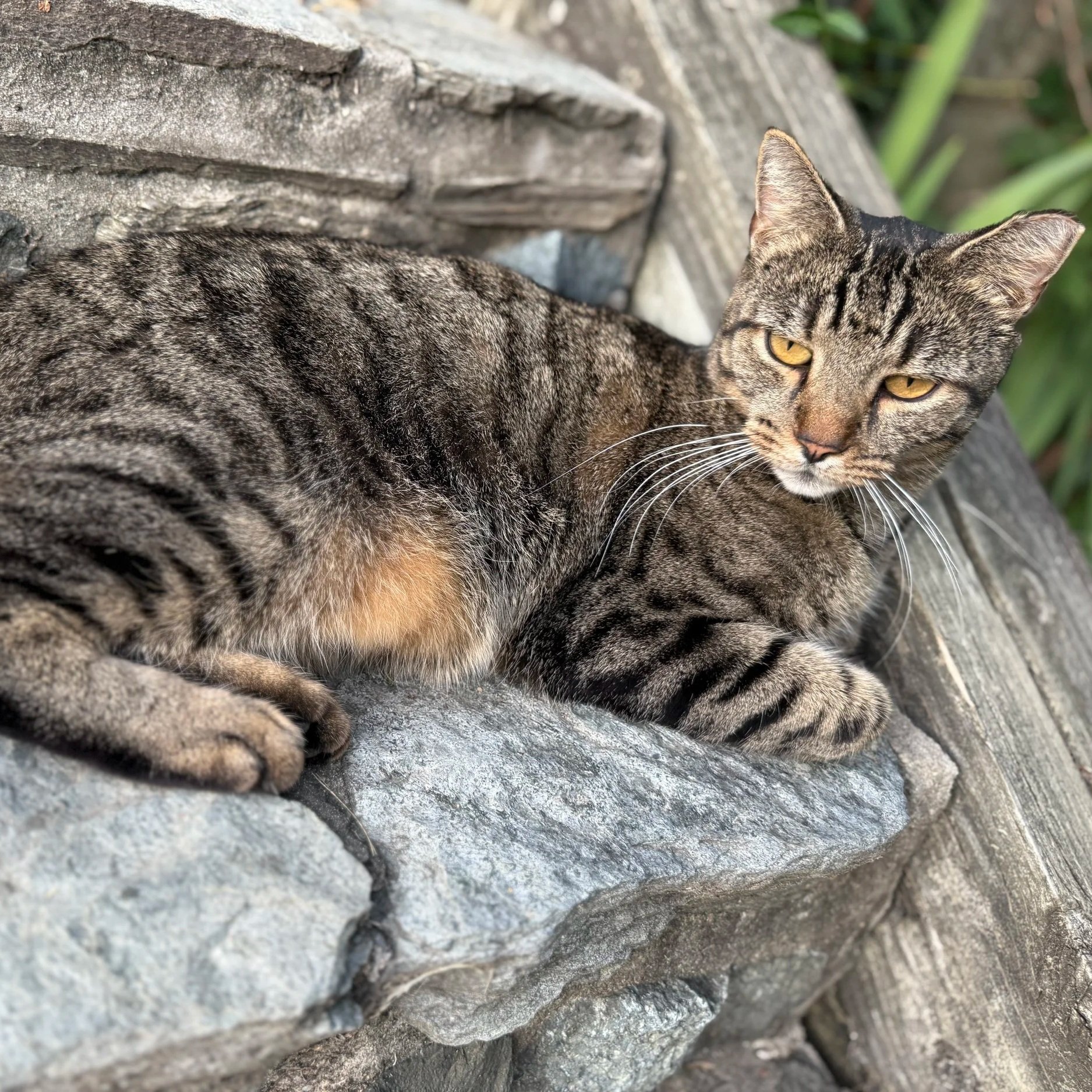 A tabby cat with yellow eyes lying on a rocky ledge outdoors, surrounded by green plants.