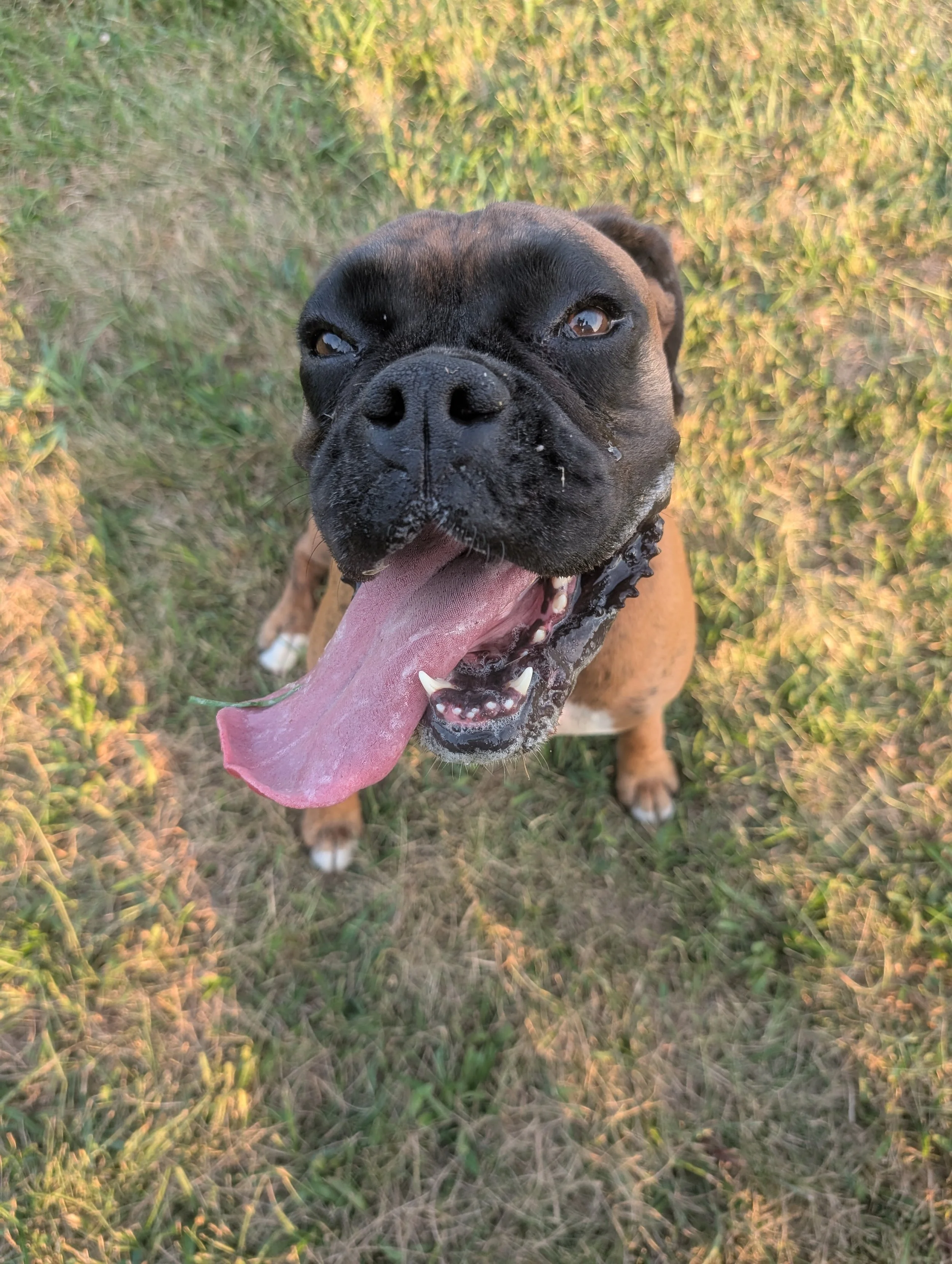 A happy brown and black dog with its tongue hanging out, sitting on grass.