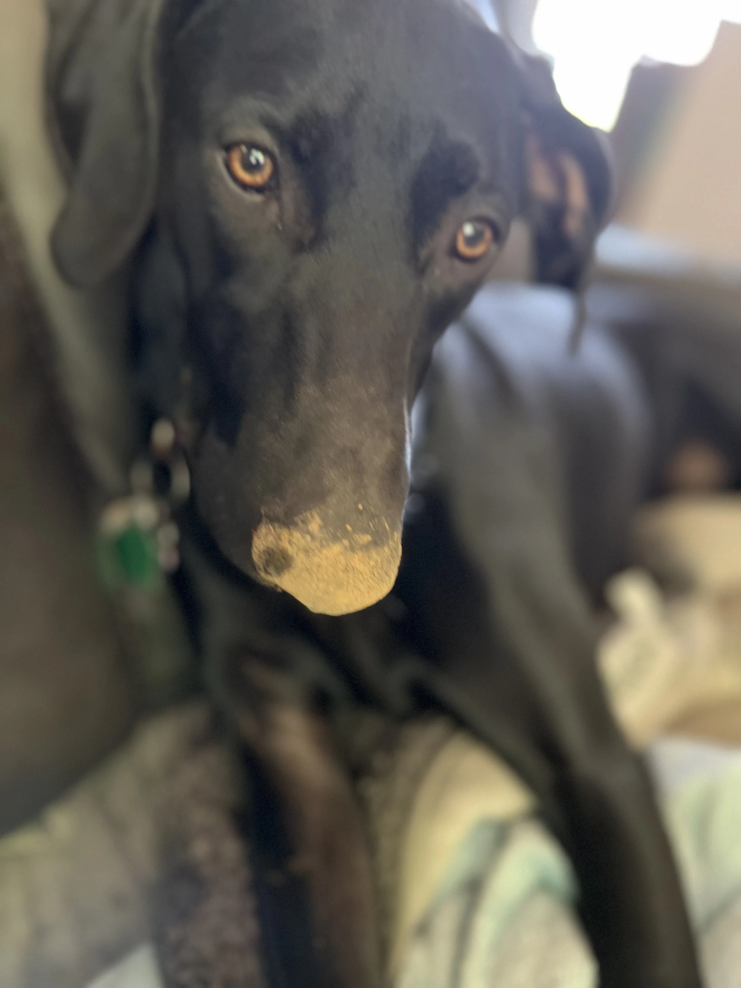 Close-up photo of a black dog with brown eyes and a brown nose, lying on a couch.