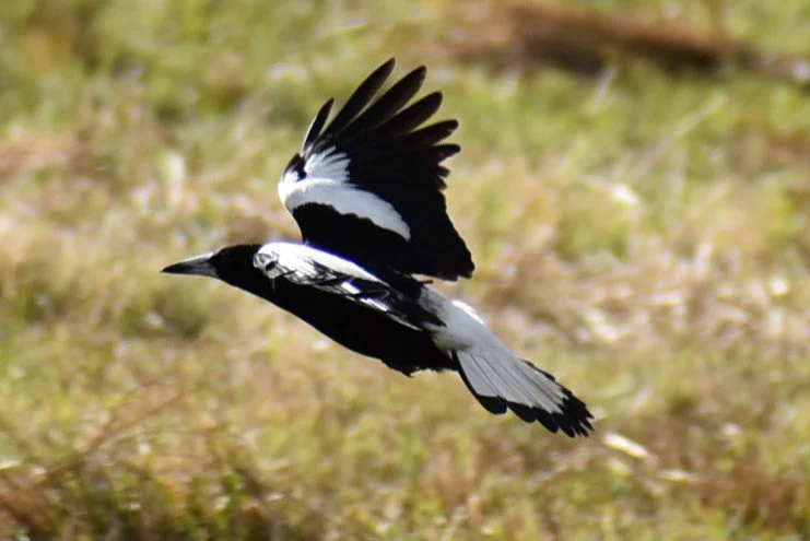 A black and white bird flying over grassy terrain with wings partially spread.