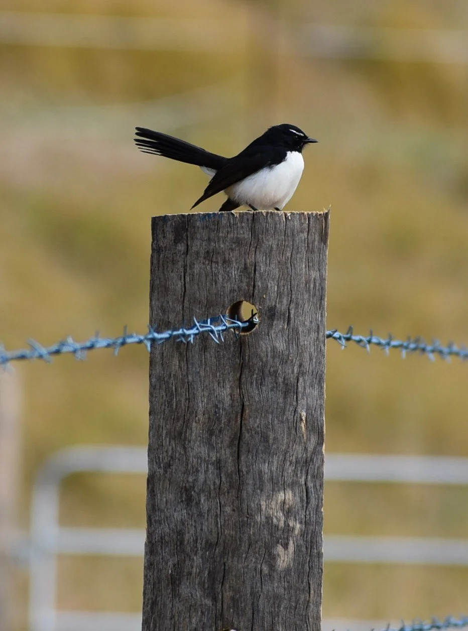A black and white bird perched on a weathered wooden fence post with barbed wire, with a blurred natural background.