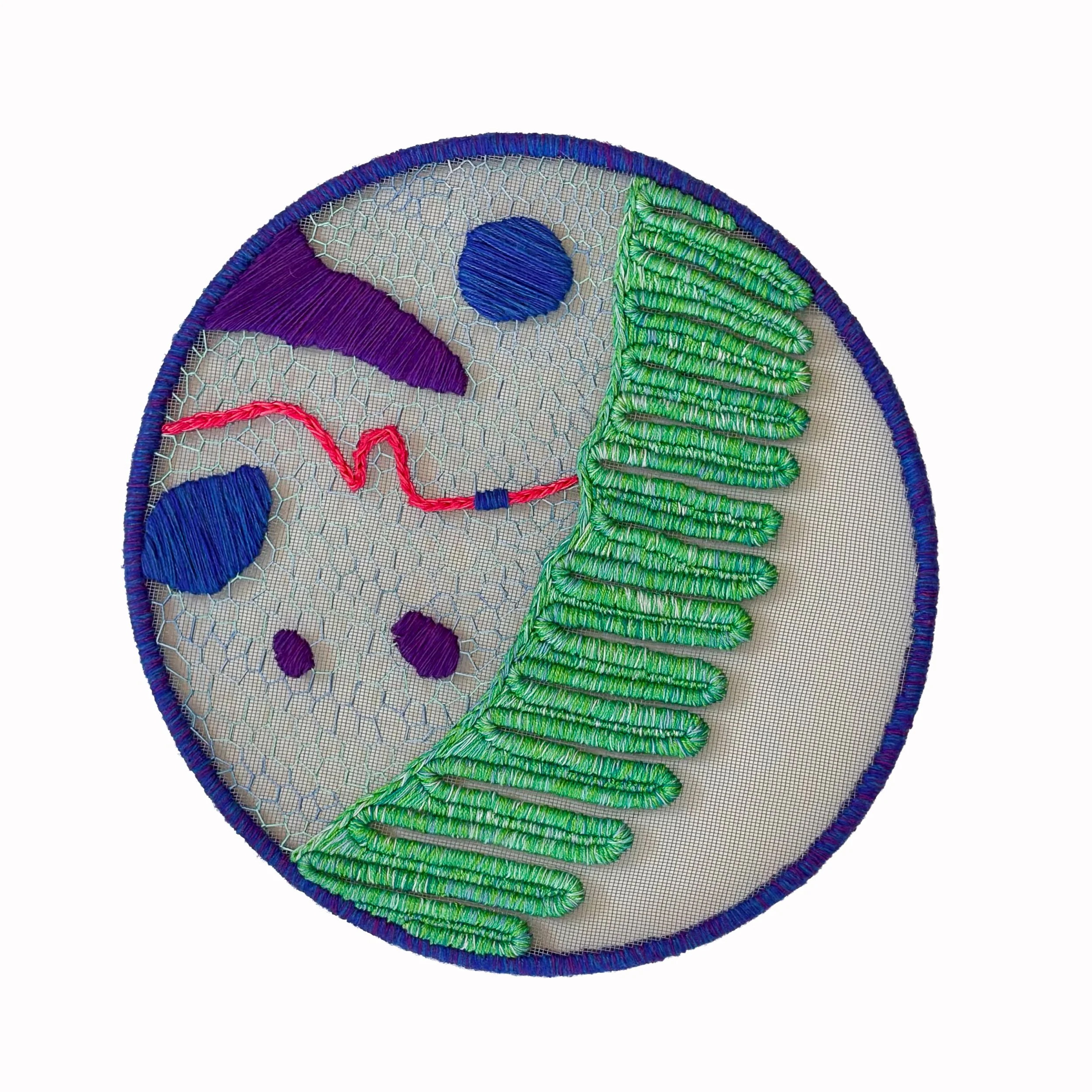 Small intestine villus  
2026 14"