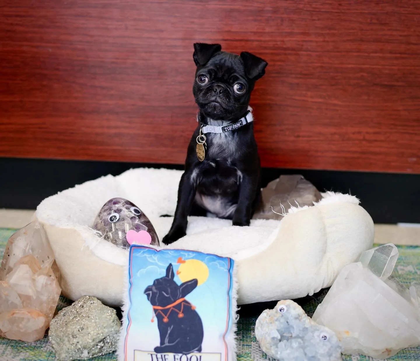 Did a puppy photo shoot today! 🐾

*
*
*
*
#photography #photographer #dogphotography #pugpuppy #pug