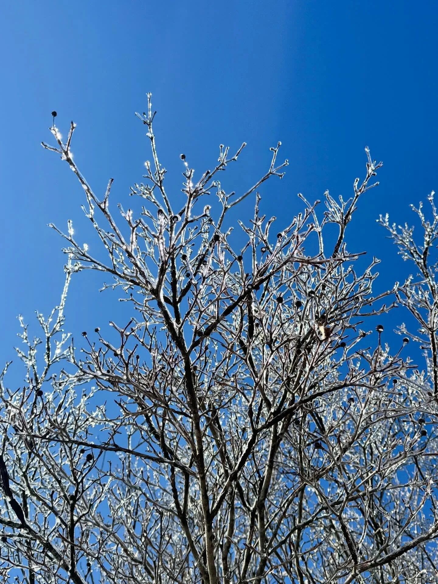 ❄️ Icy wonderland 🧊

#photography #winter #photographer #snowstorm #naturephotography