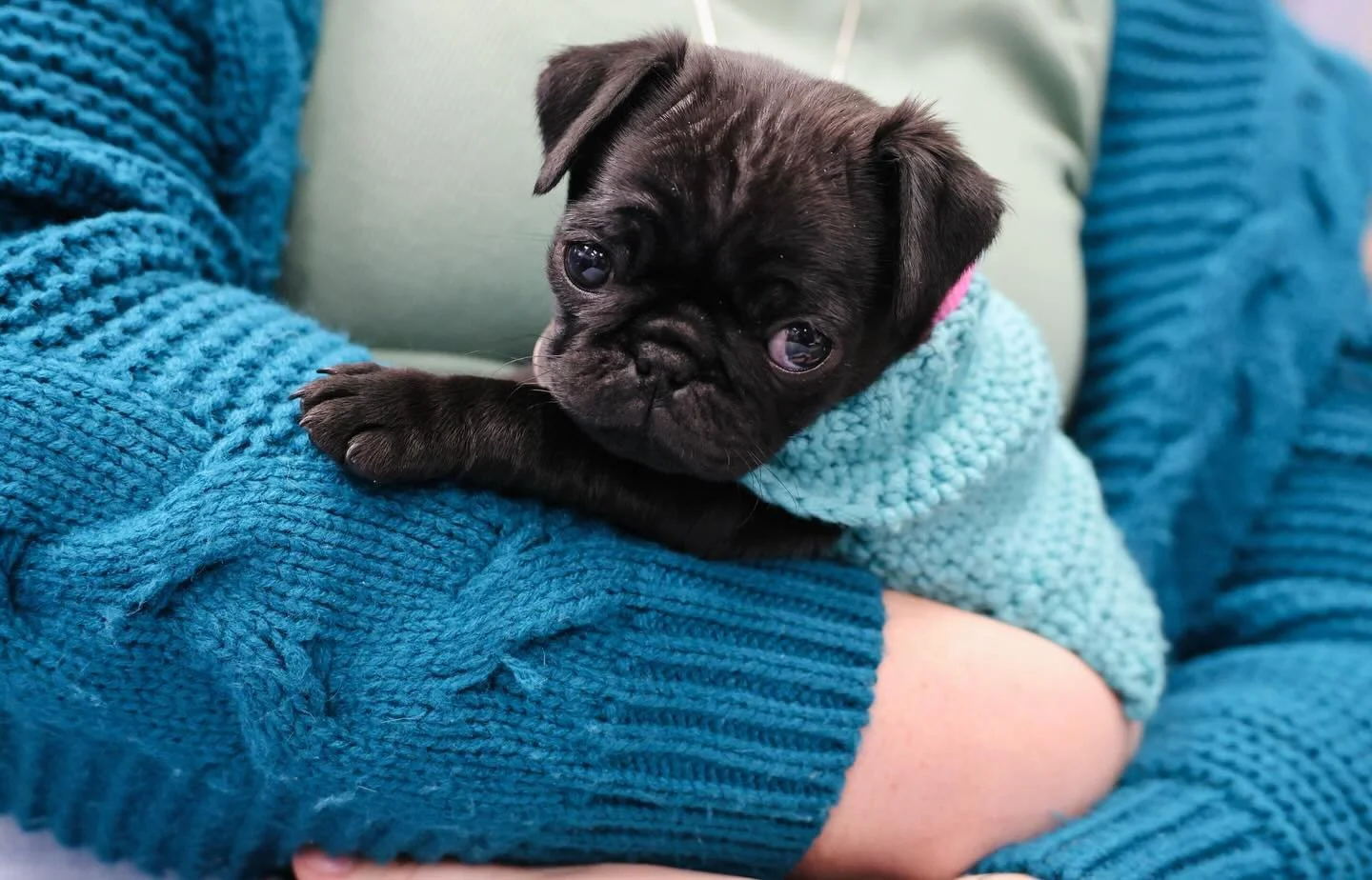 Puppy pics commence! 🐾

*
*
*
*
#dogs #pugs #dogphotography #photographer #photography