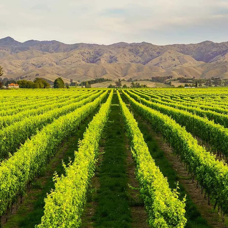 New Zealand vineyard with rows of green grapevines, mountains in the background, and a partly cloudy sky.