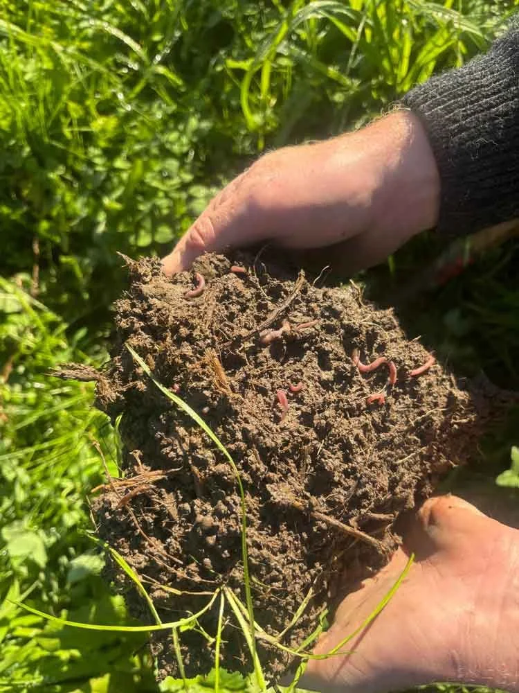 Person holding soil filled with pink earthworms in a grassy farm paddock.
