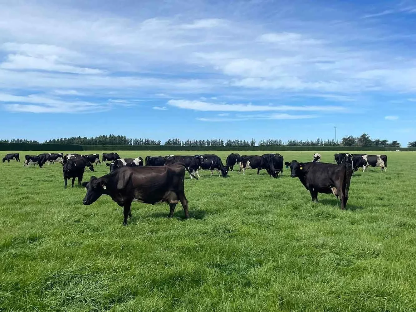 A herd of black cows grazing on lush green grass in a wide open field under a sky with scattered clouds.