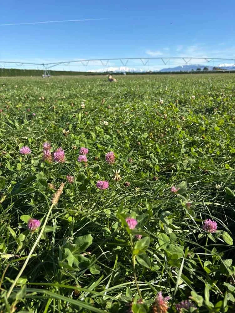 Close-up of green grass and pink clover flowers in a field with a sprinkler system overhead and a person working in the distance under a blue sky.