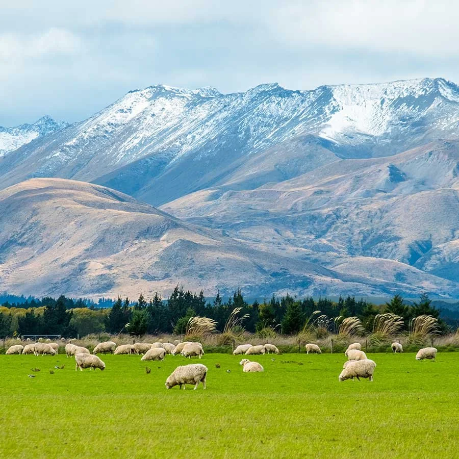 A green field with grazing sheep, a line of trees, and snow-capped mountains in the background.